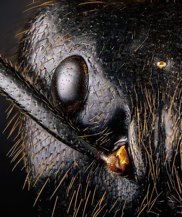 Dinomyrmex gigas - Major Worker (portrait) Note: purchased specimen.<br />
<br />
Here&#039;s a series of images documenting Dinomyrmex gigas, one of the largest ants in the world. This species is nocturnal, therefore only incidentally spotted by day. <br />
<br />
This is a Major worker, sometimes just called &quot;Major&quot;. Majors are sterile females tasked primarily as body guard for the rest of the colony when they go out at night to forage. Majors are significantly larger than minor workers, and have a heart-shaped massive head and giant mandables. They are described to grow to 28mm, whilst this one was even larger, at exactly 30mm.<br />
<br />
These female soldiers alternate between deadly force and ritualistic violence. When defending against other species, it&#039;s total war leading to regular death. No time is wasted on mourning as a subsitute troup of Major follows.<br />
<br />
However, when a Major meets another Major of the same species from a rival colony, something fascinating happens. They engage in ritual fights. They drum their feet in anticipation. As soon as one touches the other, it&#039;s game on, like boxers hitting first gloves. A ritual of intimidation follows, where antennae vibrate, mandibles are raised, and rapid front legs peddle like in a kangaroo fight.<br />
<br />
The indivual to sustain the longest, wins. Yet only this round. The loser retreats to recover, clean and recharge. And then will return to the same tournament spot for another go at it. The animals will keep doing this for up to one month, probably because one realizes a lack of an end game.<br />
<br />
<figure class="photo"><a href="https://www.jungledragon.com/image/108317/dinomyrmex_gigas_-_major_worker.html" title="Dinomyrmex gigas - Major Worker"><img src="https://s3.amazonaws.com/media.jungledragon.com/images/2/108317_thumb.jpg?AWSAccessKeyId=05GMT0V3GWVNE7GGM1R2&Expires=1769040010&Signature=M4BgHuZaXttwCw5O5TQB5QItGwk%3D" width="200" height="136" alt="Dinomyrmex gigas - Major Worker Here&#039;s a series of images documenting Dinomyrmex gigas, one of the largest ants in the world. This species is nocturnal, therefore only incidentally spotted by day. <br />
<br />
This is a Major worker, sometimes just called &quot;Major&quot;. Majors are sterile females tasked primarily as body guard for the rest of the colony when they go out at night to forage. Majors are significantly larger than minor workers, and have a heart-shaped massive head and giant mandables. They are described to grow to 28mm, whilst this one was even larger, at exactly 30mm.<br />
<br />
These female soldiers alternate between deadly force and ritualistic violence. When defending against other species, it&#039;s total war leading to regular death. No time is wasted on mourning as a subsitute troup of Major follows.<br />
<br />
However, when a Major meets another Major of the same species from a rival colony, something fascinating happens. They engage in ritual fights. They drum their feet in anticipation. As soon as one touches the other, it&#039;s game on, like boxers hitting first gloves. A ritual of intimidation follows, where antennae vibrate, mandibles are raised, and rapid front legs peddle like in a kangaroo fight.<br />
<br />
The indivual to sustain the longest, wins. Yet only this round. The loser retreats to recover, clean and recharge. And then will return to the same tournament spot for another go at it. The animals will keep doing this for up to one month, probably because one realizes a lack of an end game.<br />
<br />
https://www.jungledragon.com/image/108320/dinomyrmex_gigas_-_major_worker_abdomen.html<br />
https://www.jungledragon.com/image/108322/dinomyrmex_gigas_-_major_worker_mandibles.html<br />
https://www.jungledragon.com/image/108328/dinomyrmex_gigas_-_major_worker_portrait.html<br />
https://www.jungledragon.com/image/108331/dinomyrmex_gigas_-_major_worker_head.html<br />
https://www.jungledragon.com/image/108344/dinomyrmex_gigas_-_major_worker_head_sideview.html<br />
https://www.jungledragon.com/image/108346/dinomyrmex_gigas_-_major_worker_head_detail.html Dinomyrmex,Dinomyrmex gigas,Extreme Macro" /></a></figure><br />
<figure class="photo"><a href="https://www.jungledragon.com/image/108320/dinomyrmex_gigas_-_major_worker_abdomen.html" title="Dinomyrmex gigas - Major Worker (abdomen)"><img src="https://s3.amazonaws.com/media.jungledragon.com/images/2/108320_thumb.jpg?AWSAccessKeyId=05GMT0V3GWVNE7GGM1R2&Expires=1769040010&Signature=UeCZeaL0242t6BpAHBRxDaQ0B%2Bk%3D" width="200" height="170" alt="Dinomyrmex gigas - Major Worker (abdomen) Note: purchased specimen.<br />
<br />
Here&#039;s a series of images documenting Dinomyrmex gigas, one of the largest ants in the world. This species is nocturnal, therefore only incidentally spotted by day. <br />
<br />
This is a Major worker, sometimes just called &quot;Major&quot;. Majors are sterile females tasked primarily as body guard for the rest of the colony when they go out at night to forage. Majors are significantly larger than minor workers, and have a heart-shaped massive head and giant mandables. They are described to grow to 28mm, whilst this one was even larger, at exactly 30mm.<br />
<br />
These female soldiers alternate between deadly force and ritualistic violence. When defending against other species, it&#039;s total war leading to regular death. No time is wasted on mourning as a subsitute troup of Major follows.<br />
<br />
However, when a Major meets another Major of the same species from a rival colony, something fascinating happens. They engage in ritual fights. They drum their feet in anticipation. As soon as one touches the other, it&#039;s game on, like boxers hitting first gloves. A ritual of intimidation follows, where antennae vibrate, mandibles are raised, and rapid front legs peddle like in a kangaroo fight.<br />
<br />
The indivual to sustain the longest, wins. Yet only this round. The loser retreats to recover, clean and recharge. And then will return to the same tournament spot for another go at it. The animals will keep doing this for up to one month, probably because one realizes a lack of an end game.<br />
<br />
<br />
https://www.jungledragon.com/image/108317/dinomyrmex_gigas_-_major_worker.html<br />
https://www.jungledragon.com/image/108322/dinomyrmex_gigas_-_major_worker_mandibles.html<br />
https://www.jungledragon.com/image/108328/dinomyrmex_gigas_-_major_worker_portrait.html<br />
https://www.jungledragon.com/image/108331/dinomyrmex_gigas_-_major_worker_head.html<br />
https://www.jungledragon.com/image/108344/dinomyrmex_gigas_-_major_worker_head_sideview.html<br />
https://www.jungledragon.com/image/108346/dinomyrmex_gigas_-_major_worker_head_detail.html Dinomyrmex gigas,Extreme Macro,Giant Forest Ant" /></a></figure><br />
<figure class="photo"><a href="https://www.jungledragon.com/image/108322/dinomyrmex_gigas_-_major_worker_mandibles.html" title="Dinomyrmex gigas - Major Worker (mandibles)"><img src="https://s3.amazonaws.com/media.jungledragon.com/images/2/108322_thumb.jpg?AWSAccessKeyId=05GMT0V3GWVNE7GGM1R2&Expires=1769040010&Signature=riazqfgUxTd9SD%2Bz6q6N44NLpzI%3D" width="200" height="144" alt="Dinomyrmex gigas - Major Worker (mandibles) Note: purchased specimen.<br />
<br />
Here&#039;s a series of images documenting Dinomyrmex gigas, one of the largest ants in the world. This species is nocturnal, therefore only incidentally spotted by day. <br />
<br />
This is a Major worker, sometimes just called &quot;Major&quot;. Majors are sterile females tasked primarily as body guard for the rest of the colony when they go out at night to forage. Majors are significantly larger than minor workers, and have a heart-shaped massive head and giant mandables. They are described to grow to 28mm, whilst this one was even larger, at exactly 30mm.<br />
<br />
These female soldiers alternate between deadly force and ritualistic violence. When defending against other species, it&#039;s total war leading to regular death. No time is wasted on mourning as a subsitute troup of Major follows.<br />
<br />
However, when a Major meets another Major of the same species from a rival colony, something fascinating happens. They engage in ritual fights. They drum their feet in anticipation. As soon as one touches the other, it&#039;s game on, like boxers hitting first gloves. A ritual of intimidation follows, where antennae vibrate, mandibles are raised, and rapid front legs peddle like in a kangaroo fight.<br />
<br />
The indivual to sustain the longest, wins. Yet only this round. The loser retreats to recover, clean and recharge. And then will return to the same tournament spot for another go at it. The animals will keep doing this for up to one month, probably because one realizes a lack of an end game.<br />
<br />
https://www.jungledragon.com/image/108317/dinomyrmex_gigas_-_major_worker.html<br />
https://www.jungledragon.com/image/108320/dinomyrmex_gigas_-_major_worker_abdomen.html<br />
https://www.jungledragon.com/image/108328/dinomyrmex_gigas_-_major_worker_portrait.html<br />
https://www.jungledragon.com/image/108331/dinomyrmex_gigas_-_major_worker_head.html<br />
https://www.jungledragon.com/image/108344/dinomyrmex_gigas_-_major_worker_head_sideview.html<br />
https://www.jungledragon.com/image/108346/dinomyrmex_gigas_-_major_worker_head_detail.html Dinomyrmex gigas,Extreme Macro,Giant Forest Ant" /></a></figure><br />
<figure class="photo"><a href="https://www.jungledragon.com/image/108331/dinomyrmex_gigas_-_major_worker_head.html" title="Dinomyrmex gigas - Major Worker (head)"><img src="https://s3.amazonaws.com/media.jungledragon.com/images/2/108331_thumb.jpg?AWSAccessKeyId=05GMT0V3GWVNE7GGM1R2&Expires=1769040010&Signature=z9QhUbQSdFVpoCTU%2FYC7ajhwXVk%3D" width="200" height="110" alt="Dinomyrmex gigas - Major Worker (head) Note: purchased specimen.<br />
<br />
Here&#039;s a series of images documenting Dinomyrmex gigas, one of the largest ants in the world. This species is nocturnal, therefore only incidentally spotted by day. <br />
<br />
This is a Major worker, sometimes just called &quot;Major&quot;. Majors are sterile females tasked primarily as body guard for the rest of the colony when they go out at night to forage. Majors are significantly larger than minor workers, and have a heart-shaped massive head and giant mandables. They are described to grow to 28mm, whilst this one was even larger, at exactly 30mm.<br />
<br />
These female soldiers alternate between deadly force and ritualistic violence. When defending against other species, it&#039;s total war leading to regular death. No time is wasted on mourning as a subsitute troup of Major follows.<br />
<br />
However, when a Major meets another Major of the same species from a rival colony, something fascinating happens. They engage in ritual fights. They drum their feet in anticipation. As soon as one touches the other, it&#039;s game on, like boxers hitting first gloves. A ritual of intimidation follows, where antennae vibrate, mandibles are raised, and rapid front legs peddle like in a kangaroo fight.<br />
<br />
The indivual to sustain the longest, wins. Yet only this round. The loser retreats to recover, clean and recharge. And then will return to the same tournament spot for another go at it. The animals will keep doing this for up to one month, probably because one realizes a lack of an end game.<br />
<br />
https://www.jungledragon.com/image/108317/dinomyrmex_gigas_-_major_worker.html<br />
https://www.jungledragon.com/image/108320/dinomyrmex_gigas_-_major_worker_abdomen.html<br />
https://www.jungledragon.com/image/108322/dinomyrmex_gigas_-_major_worker_mandibles.html<br />
https://www.jungledragon.com/image/108328/dinomyrmex_gigas_-_major_worker_portrait.html<br />
https://www.jungledragon.com/image/108344/dinomyrmex_gigas_-_major_worker_head_sideview.html<br />
https://www.jungledragon.com/image/108346/dinomyrmex_gigas_-_major_worker_head_detail.html Dinomyrmex gigas,Extreme Macro,Giant Forest Ant" /></a></figure><br />
<figure class="photo"><a href="https://www.jungledragon.com/image/108344/dinomyrmex_gigas_-_major_worker_head_sideview.html" title="Dinomyrmex gigas - Major Worker (head sideview)"><img src="https://s3.amazonaws.com/media.jungledragon.com/images/2/108344_thumb.jpg?AWSAccessKeyId=05GMT0V3GWVNE7GGM1R2&Expires=1769040010&Signature=iqosGm0ad0r3Ii%2BteFDuoMMtkrg%3D" width="200" height="146" alt="Dinomyrmex gigas - Major Worker (head sideview) Note: purchased specimen.<br />
<br />
Here&#039;s a series of images documenting Dinomyrmex gigas, one of the largest ants in the world. This species is nocturnal, therefore only incidentally spotted by day. <br />
<br />
This is a Major worker, sometimes just called &quot;Major&quot;. Majors are sterile females tasked primarily as body guard for the rest of the colony when they go out at night to forage. Majors are significantly larger than minor workers, and have a heart-shaped massive head and giant mandables. They are described to grow to 28mm, whilst this one was even larger, at exactly 30mm.<br />
<br />
These female soldiers alternate between deadly force and ritualistic violence. When defending against other species, it&#039;s total war leading to regular death. No time is wasted on mourning as a subsitute troup of Major follows.<br />
<br />
However, when a Major meets another Major of the same species from a rival colony, something fascinating happens. They engage in ritual fights. They drum their feet in anticipation. As soon as one touches the other, it&#039;s game on, like boxers hitting first gloves. A ritual of intimidation follows, where antennae vibrate, mandibles are raised, and rapid front legs peddle like in a kangaroo fight.<br />
<br />
The indivual to sustain the longest, wins. Yet only this round. The loser retreats to recover, clean and recharge. And then will return to the same tournament spot for another go at it. The animals will keep doing this for up to one month, probably because one realizes a lack of a end game.<br />
<br />
https://www.jungledragon.com/image/108317/dinomyrmex_gigas_-_major_worker.html<br />
https://www.jungledragon.com/image/108320/dinomyrmex_gigas_-_major_worker_abdomen.html<br />
https://www.jungledragon.com/image/108322/dinomyrmex_gigas_-_major_worker_mandibles.html<br />
https://www.jungledragon.com/image/108328/dinomyrmex_gigas_-_major_worker_portrait.html<br />
https://www.jungledragon.com/image/108331/dinomyrmex_gigas_-_major_worker_head.html<br />
https://www.jungledragon.com/image/108346/dinomyrmex_gigas_-_major_worker_head_detail.html Dinomyrmex gigas,Extreme Macro,Giant Forest Ant" /></a></figure><br />
<figure class="photo"><a href="https://www.jungledragon.com/image/108346/dinomyrmex_gigas_-_major_worker_head_detail.html" title="Dinomyrmex gigas - Major Worker (head detail)"><img src="https://s3.amazonaws.com/media.jungledragon.com/images/2/108346_thumb.jpg?AWSAccessKeyId=05GMT0V3GWVNE7GGM1R2&Expires=1769040010&Signature=iTVZ%2B10lgldjohThsRU8K2j9ip4%3D" width="200" height="134" alt="Dinomyrmex gigas - Major Worker (head detail) Note: purchased specimen.<br />
<br />
Here&#039;s a series of images documenting Dinomyrmex gigas, one of the largest ants in the world. This species is nocturnal, therefore only incidentally spotted by day. <br />
<br />
This is a Major worker, sometimes just called &quot;Major&quot;. Majors are sterile females tasked primarily as body guard for the rest of the colony when they go out at night to forage. Majors are significantly larger than minor workers, and have a heart-shaped massive head and giant mandables. They are described to grow to 28mm, whilst this one was even larger, at exactly 30mm.<br />
<br />
These female soldiers alternate between deadly force and ritualistic violence. When defending against other species, it&#039;s total war leading to regular death. No time is wasted on mourning as a subsitute troup of Major follows.<br />
<br />
However, when a Major meets another Major of the same species from a rival colony, something fascinating happens. They engage in ritual fights. They drum their feet in anticipation. As soon as one touches the other, it&#039;s game on, like boxers hitting first gloves. A ritual of intimidation follows, where antennae vibrate, mandibles are raised, and rapid front legs peddle like in a kangaroo fight.<br />
<br />
The indivual to sustain the longest, wins. Yet only this round. The loser retreats to recover, clean and recharge. And then will return to the same tournament spot for another go at it. The animals will keep doing this for up to one month, probably because one realizes a lack of a end game.<br />
<br />
<br />
https://www.jungledragon.com/image/108317/dinomyrmex_gigas_-_major_worker.html<br />
https://www.jungledragon.com/image/108320/dinomyrmex_gigas_-_major_worker_abdomen.html<br />
https://www.jungledragon.com/image/108322/dinomyrmex_gigas_-_major_worker_mandibles.html<br />
https://www.jungledragon.com/image/108328/dinomyrmex_gigas_-_major_worker_portrait.html<br />
https://www.jungledragon.com/image/108331/dinomyrmex_gigas_-_major_worker_head.html<br />
https://www.jungledragon.com/image/108344/dinomyrmex_gigas_-_major_worker_head_sideview.html Dinomyrmex gigas,Extreme Macro,Giant Forest Ant" /></a></figure> Dinomyrmex gigas,Extreme Macro,Extreme Macro Portraits,Giant Forest Ant