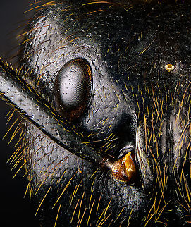 Dinomyrmex gigas - Major Worker (portrait) Note: purchased specimen.

Here's a series of images documenting Dinomyrmex gigas, one of the largest ants in the world. This species is nocturnal, therefore only incidentally spotted by day. 

This is a Major worker, sometimes just called "Major". Majors are sterile females tasked primarily as body guard for the rest of the colony when they go out at night to forage. Majors are significantly larger than minor workers, and have a heart-shaped massive head and giant mandables. They are described to grow to 28mm, whilst this one was even larger, at exactly 30mm.

These female soldiers alternate between deadly force and ritualistic violence. When defending against other species, it's total war leading to regular death. No time is wasted on mourning as a subsitute troup of Major follows.

However, when a Major meets another Major of the same species from a rival colony, something fascinating happens. They engage in ritual fights. They drum their feet in anticipation. As soon as one touches the other, it's game on, like boxers hitting first gloves. A ritual of intimidation follows, where antennae vibrate, mandibles are raised, and rapid front legs peddle like in a kangaroo fight.

The indivual to sustain the longest, wins. Yet only this round. The loser retreats to recover, clean and recharge. And then will return to the same tournament spot for another go at it. The animals will keep doing this for up to one month, probably because one realizes a lack of an end game.

https://www.jungledragon.com/image/108317/dinomyrmex_gigas_-_major_worker.html
https://www.jungledragon.com/image/108320/dinomyrmex_gigas_-_major_worker_abdomen.html
https://www.jungledragon.com/image/108322/dinomyrmex_gigas_-_major_worker_mandibles.html
https://www.jungledragon.com/image/108331/dinomyrmex_gigas_-_major_worker_head.html
https://www.jungledragon.com/image/108344/dinomyrmex_gigas_-_major_worker_head_sideview.html
https://www.jungledragon.com/image/108346/dinomyrmex_gigas_-_major_worker_head_detail.html Dinomyrmex gigas,Extreme Macro,Extreme Macro Portraits,Giant Forest Ant