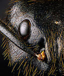 Dinomyrmex gigas - Major Worker (portrait) Note: purchased specimen.<br />
<br />
Here's a series of images documenting Dinomyrmex gigas, one of the largest ants in the world. This species is nocturnal, therefore only incidentally spotted by day. <br />
<br />
This is a Major worker, sometimes just called "Major". Majors are sterile females tasked primarily as body guard for the rest of the colony when they go out at night to forage. Majors are significantly larger than minor workers, and have a heart-shaped massive head and giant mandables. They are described to grow to 28mm, whilst this one was even larger, at exactly 30mm.<br />
<br />
These female soldiers alternate between deadly force and ritualistic violence. When defending against other species, it's total war leading to regular death. No time is wasted on mourning as a subsitute troup of Major follows.<br />
<br />
However, when a Major meets another Major of the same species from a rival colony, something fascinating happens. They engage in ritual fights. They drum their feet in anticipation. As soon as one touches the other, it's game on, like boxers hitting first gloves. A ritual of intimidation follows, where antennae vibrate, mandibles are raised, and rapid front legs peddle like in a kangaroo fight.<br />
<br />
The indivual to sustain the longest, wins. Yet only this round. The loser retreats to recover, clean and recharge. And then will return to the same tournament spot for another go at it. The animals will keep doing this for up to one month, probably because one realizes a lack of an end game.<br />
<br />
https://www.jungledragon.com/image/108317/dinomyrmex_gigas_-_major_worker.html<br />
https://www.jungledragon.com/image/108320/dinomyrmex_gigas_-_major_worker_abdomen.html<br />
https://www.jungledragon.com/image/108322/dinomyrmex_gigas_-_major_worker_mandibles.html<br />
https://www.jungledragon.com/image/108331/dinomyrmex_gigas_-_major_worker_head.html<br />
https://www.jungledragon.com/image/108344/dinomyrmex_gigas_-_major_worker_head_sideview.html<br />
https://www.jungledragon.com/image/108346/dinomyrmex_gigas_-_major_worker_head_detail.html Dinomyrmex gigas,Extreme Macro,Extreme Macro Portraits,Giant Forest Ant