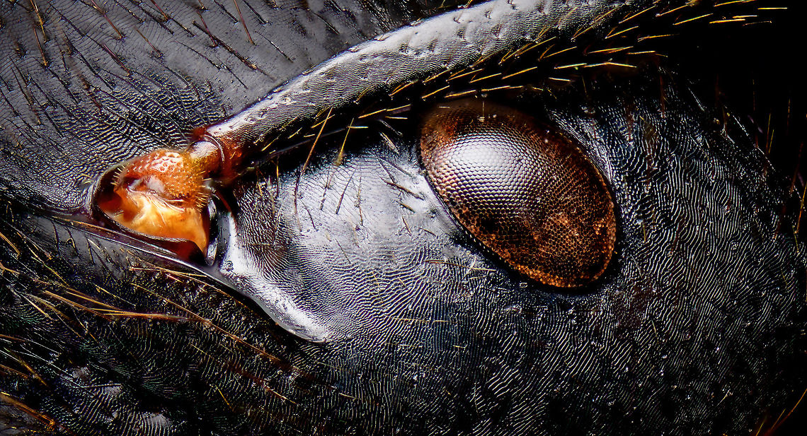Dinomyrmex gigas - Major Worker (head) Note: purchased specimen.<br />
<br />
Here's a series of images documenting Dinomyrmex gigas, one of the largest ants in the world. This species is nocturnal, therefore only incidentally spotted by day. <br />
<br />
This is a Major worker, sometimes just called "Major". Majors are sterile females tasked primarily as body guard for the rest of the colony when they go out at night to forage. Majors are significantly larger than minor workers, and have a heart-shaped massive head and giant mandables. They are described to grow to 28mm, whilst this one was even larger, at exactly 30mm.<br />
<br />
These female soldiers alternate between deadly force and ritualistic violence. When defending against other species, it's total war leading to regular death. No time is wasted on mourning as a subsitute troup of Major follows.<br />
<br />
However, when a Major meets another Major of the same species from a rival colony, something fascinating happens. They engage in ritual fights. They drum their feet in anticipation. As soon as one touches the other, it's game on, like boxers hitting first gloves. A ritual of intimidation follows, where antennae vibrate, mandibles are raised, and rapid front legs peddle like in a kangaroo fight.<br />
<br />
The indivual to sustain the longest, wins. Yet only this round. The loser retreats to recover, clean and recharge. And then will return to the same tournament spot for another go at it. The animals will keep doing this for up to one month, probably because one realizes a lack of an end game.<br />
<br />
<figure class="photo"><a href="https://www.jungledragon.com/image/108317/dinomyrmex_gigas_-_major_worker.html" title="Dinomyrmex gigas - Major Worker"><img src="https://s3.amazonaws.com/media.jungledragon.com/images/2/108317_thumb.jpg?AWSAccessKeyId=05GMT0V3GWVNE7GGM1R2&Expires=1769040010&Signature=M4BgHuZaXttwCw5O5TQB5QItGwk%3D" width="200" height="136" alt="Dinomyrmex gigas - Major Worker Here's a series of images documenting Dinomyrmex gigas, one of the largest ants in the world. This species is nocturnal, therefore only incidentally spotted by day. <br />
<br />
This is a Major worker, sometimes just called "Major". Majors are sterile females tasked primarily as body guard for the rest of the colony when they go out at night to forage. Majors are significantly larger than minor workers, and have a heart-shaped massive head and giant mandables. They are described to grow to 28mm, whilst this one was even larger, at exactly 30mm.<br />
<br />
These female soldiers alternate between deadly force and ritualistic violence. When defending against other species, it's total war leading to regular death. No time is wasted on mourning as a subsitute troup of Major follows.<br />
<br />
However, when a Major meets another Major of the same species from a rival colony, something fascinating happens. They engage in ritual fights. They drum their feet in anticipation. As soon as one touches the other, it's game on, like boxers hitting first gloves. A ritual of intimidation follows, where antennae vibrate, mandibles are raised, and rapid front legs peddle like in a kangaroo fight.<br />
<br />
The indivual to sustain the longest, wins. Yet only this round. The loser retreats to recover, clean and recharge. And then will return to the same tournament spot for another go at it. The animals will keep doing this for up to one month, probably because one realizes a lack of an end game.<br />
<br />
https://www.jungledragon.com/image/108320/dinomyrmex_gigas_-_major_worker_abdomen.html<br />
https://www.jungledragon.com/image/108322/dinomyrmex_gigas_-_major_worker_mandibles.html<br />
https://www.jungledragon.com/image/108328/dinomyrmex_gigas_-_major_worker_portrait.html<br />
https://www.jungledragon.com/image/108331/dinomyrmex_gigas_-_major_worker_head.html<br />
https://www.jungledragon.com/image/108344/dinomyrmex_gigas_-_major_worker_head_sideview.html<br />
https://www.jungledragon.com/image/108346/dinomyrmex_gigas_-_major_worker_head_detail.html Dinomyrmex,Dinomyrmex gigas,Extreme Macro" /></a></figure><br />
<figure class="photo"><a href="https://www.jungledragon.com/image/108320/dinomyrmex_gigas_-_major_worker_abdomen.html" title="Dinomyrmex gigas - Major Worker (abdomen)"><img src="https://s3.amazonaws.com/media.jungledragon.com/images/2/108320_thumb.jpg?AWSAccessKeyId=05GMT0V3GWVNE7GGM1R2&Expires=1769040010&Signature=UeCZeaL0242t6BpAHBRxDaQ0B%2Bk%3D" width="200" height="170" alt="Dinomyrmex gigas - Major Worker (abdomen) Note: purchased specimen.<br />
<br />
Here's a series of images documenting Dinomyrmex gigas, one of the largest ants in the world. This species is nocturnal, therefore only incidentally spotted by day. <br />
<br />
This is a Major worker, sometimes just called "Major". Majors are sterile females tasked primarily as body guard for the rest of the colony when they go out at night to forage. Majors are significantly larger than minor workers, and have a heart-shaped massive head and giant mandables. They are described to grow to 28mm, whilst this one was even larger, at exactly 30mm.<br />
<br />
These female soldiers alternate between deadly force and ritualistic violence. When defending against other species, it's total war leading to regular death. No time is wasted on mourning as a subsitute troup of Major follows.<br />
<br />
However, when a Major meets another Major of the same species from a rival colony, something fascinating happens. They engage in ritual fights. They drum their feet in anticipation. As soon as one touches the other, it's game on, like boxers hitting first gloves. A ritual of intimidation follows, where antennae vibrate, mandibles are raised, and rapid front legs peddle like in a kangaroo fight.<br />
<br />
The indivual to sustain the longest, wins. Yet only this round. The loser retreats to recover, clean and recharge. And then will return to the same tournament spot for another go at it. The animals will keep doing this for up to one month, probably because one realizes a lack of an end game.<br />
<br />
<br />
https://www.jungledragon.com/image/108317/dinomyrmex_gigas_-_major_worker.html<br />
https://www.jungledragon.com/image/108322/dinomyrmex_gigas_-_major_worker_mandibles.html<br />
https://www.jungledragon.com/image/108328/dinomyrmex_gigas_-_major_worker_portrait.html<br />
https://www.jungledragon.com/image/108331/dinomyrmex_gigas_-_major_worker_head.html<br />
https://www.jungledragon.com/image/108344/dinomyrmex_gigas_-_major_worker_head_sideview.html<br />
https://www.jungledragon.com/image/108346/dinomyrmex_gigas_-_major_worker_head_detail.html Dinomyrmex gigas,Extreme Macro,Giant Forest Ant" /></a></figure><br />
<figure class="photo"><a href="https://www.jungledragon.com/image/108322/dinomyrmex_gigas_-_major_worker_mandibles.html" title="Dinomyrmex gigas - Major Worker (mandibles)"><img src="https://s3.amazonaws.com/media.jungledragon.com/images/2/108322_thumb.jpg?AWSAccessKeyId=05GMT0V3GWVNE7GGM1R2&Expires=1769040010&Signature=riazqfgUxTd9SD%2Bz6q6N44NLpzI%3D" width="200" height="144" alt="Dinomyrmex gigas - Major Worker (mandibles) Note: purchased specimen.<br />
<br />
Here's a series of images documenting Dinomyrmex gigas, one of the largest ants in the world. This species is nocturnal, therefore only incidentally spotted by day. <br />
<br />
This is a Major worker, sometimes just called "Major". Majors are sterile females tasked primarily as body guard for the rest of the colony when they go out at night to forage. Majors are significantly larger than minor workers, and have a heart-shaped massive head and giant mandables. They are described to grow to 28mm, whilst this one was even larger, at exactly 30mm.<br />
<br />
These female soldiers alternate between deadly force and ritualistic violence. When defending against other species, it's total war leading to regular death. No time is wasted on mourning as a subsitute troup of Major follows.<br />
<br />
However, when a Major meets another Major of the same species from a rival colony, something fascinating happens. They engage in ritual fights. They drum their feet in anticipation. As soon as one touches the other, it's game on, like boxers hitting first gloves. A ritual of intimidation follows, where antennae vibrate, mandibles are raised, and rapid front legs peddle like in a kangaroo fight.<br />
<br />
The indivual to sustain the longest, wins. Yet only this round. The loser retreats to recover, clean and recharge. And then will return to the same tournament spot for another go at it. The animals will keep doing this for up to one month, probably because one realizes a lack of an end game.<br />
<br />
https://www.jungledragon.com/image/108317/dinomyrmex_gigas_-_major_worker.html<br />
https://www.jungledragon.com/image/108320/dinomyrmex_gigas_-_major_worker_abdomen.html<br />
https://www.jungledragon.com/image/108328/dinomyrmex_gigas_-_major_worker_portrait.html<br />
https://www.jungledragon.com/image/108331/dinomyrmex_gigas_-_major_worker_head.html<br />
https://www.jungledragon.com/image/108344/dinomyrmex_gigas_-_major_worker_head_sideview.html<br />
https://www.jungledragon.com/image/108346/dinomyrmex_gigas_-_major_worker_head_detail.html Dinomyrmex gigas,Extreme Macro,Giant Forest Ant" /></a></figure><br />
<figure class="photo"><a href="https://www.jungledragon.com/image/108328/dinomyrmex_gigas_-_major_worker_portrait.html" title="Dinomyrmex gigas - Major Worker (portrait)"><img src="https://s3.amazonaws.com/media.jungledragon.com/images/2/108328_thumb.jpg?AWSAccessKeyId=05GMT0V3GWVNE7GGM1R2&Expires=1769040010&Signature=NPUmmkd5C9i090c7sGvEpPK4wZ0%3D" width="128" height="152" alt="Dinomyrmex gigas - Major Worker (portrait) Note: purchased specimen.<br />
<br />
Here's a series of images documenting Dinomyrmex gigas, one of the largest ants in the world. This species is nocturnal, therefore only incidentally spotted by day. <br />
<br />
This is a Major worker, sometimes just called "Major". Majors are sterile females tasked primarily as body guard for the rest of the colony when they go out at night to forage. Majors are significantly larger than minor workers, and have a heart-shaped massive head and giant mandables. They are described to grow to 28mm, whilst this one was even larger, at exactly 30mm.<br />
<br />
These female soldiers alternate between deadly force and ritualistic violence. When defending against other species, it's total war leading to regular death. No time is wasted on mourning as a subsitute troup of Major follows.<br />
<br />
However, when a Major meets another Major of the same species from a rival colony, something fascinating happens. They engage in ritual fights. They drum their feet in anticipation. As soon as one touches the other, it's game on, like boxers hitting first gloves. A ritual of intimidation follows, where antennae vibrate, mandibles are raised, and rapid front legs peddle like in a kangaroo fight.<br />
<br />
The indivual to sustain the longest, wins. Yet only this round. The loser retreats to recover, clean and recharge. And then will return to the same tournament spot for another go at it. The animals will keep doing this for up to one month, probably because one realizes a lack of an end game.<br />
<br />
https://www.jungledragon.com/image/108317/dinomyrmex_gigas_-_major_worker.html<br />
https://www.jungledragon.com/image/108320/dinomyrmex_gigas_-_major_worker_abdomen.html<br />
https://www.jungledragon.com/image/108322/dinomyrmex_gigas_-_major_worker_mandibles.html<br />
https://www.jungledragon.com/image/108331/dinomyrmex_gigas_-_major_worker_head.html<br />
https://www.jungledragon.com/image/108344/dinomyrmex_gigas_-_major_worker_head_sideview.html<br />
https://www.jungledragon.com/image/108346/dinomyrmex_gigas_-_major_worker_head_detail.html Dinomyrmex gigas,Extreme Macro,Extreme Macro Portraits,Giant Forest Ant" /></a></figure><br />
<figure class="photo"><a href="https://www.jungledragon.com/image/108344/dinomyrmex_gigas_-_major_worker_head_sideview.html" title="Dinomyrmex gigas - Major Worker (head sideview)"><img src="https://s3.amazonaws.com/media.jungledragon.com/images/2/108344_thumb.jpg?AWSAccessKeyId=05GMT0V3GWVNE7GGM1R2&Expires=1769040010&Signature=iqosGm0ad0r3Ii%2BteFDuoMMtkrg%3D" width="200" height="146" alt="Dinomyrmex gigas - Major Worker (head sideview) Note: purchased specimen.<br />
<br />
Here's a series of images documenting Dinomyrmex gigas, one of the largest ants in the world. This species is nocturnal, therefore only incidentally spotted by day. <br />
<br />
This is a Major worker, sometimes just called "Major". Majors are sterile females tasked primarily as body guard for the rest of the colony when they go out at night to forage. Majors are significantly larger than minor workers, and have a heart-shaped massive head and giant mandables. They are described to grow to 28mm, whilst this one was even larger, at exactly 30mm.<br />
<br />
These female soldiers alternate between deadly force and ritualistic violence. When defending against other species, it's total war leading to regular death. No time is wasted on mourning as a subsitute troup of Major follows.<br />
<br />
However, when a Major meets another Major of the same species from a rival colony, something fascinating happens. They engage in ritual fights. They drum their feet in anticipation. As soon as one touches the other, it's game on, like boxers hitting first gloves. A ritual of intimidation follows, where antennae vibrate, mandibles are raised, and rapid front legs peddle like in a kangaroo fight.<br />
<br />
The indivual to sustain the longest, wins. Yet only this round. The loser retreats to recover, clean and recharge. And then will return to the same tournament spot for another go at it. The animals will keep doing this for up to one month, probably because one realizes a lack of a end game.<br />
<br />
https://www.jungledragon.com/image/108317/dinomyrmex_gigas_-_major_worker.html<br />
https://www.jungledragon.com/image/108320/dinomyrmex_gigas_-_major_worker_abdomen.html<br />
https://www.jungledragon.com/image/108322/dinomyrmex_gigas_-_major_worker_mandibles.html<br />
https://www.jungledragon.com/image/108328/dinomyrmex_gigas_-_major_worker_portrait.html<br />
https://www.jungledragon.com/image/108331/dinomyrmex_gigas_-_major_worker_head.html<br />
https://www.jungledragon.com/image/108346/dinomyrmex_gigas_-_major_worker_head_detail.html Dinomyrmex gigas,Extreme Macro,Giant Forest Ant" /></a></figure><br />
<figure class="photo"><a href="https://www.jungledragon.com/image/108346/dinomyrmex_gigas_-_major_worker_head_detail.html" title="Dinomyrmex gigas - Major Worker (head detail)"><img src="https://s3.amazonaws.com/media.jungledragon.com/images/2/108346_thumb.jpg?AWSAccessKeyId=05GMT0V3GWVNE7GGM1R2&Expires=1769040010&Signature=iTVZ%2B10lgldjohThsRU8K2j9ip4%3D" width="200" height="134" alt="Dinomyrmex gigas - Major Worker (head detail) Note: purchased specimen.<br />
<br />
Here's a series of images documenting Dinomyrmex gigas, one of the largest ants in the world. This species is nocturnal, therefore only incidentally spotted by day. <br />
<br />
This is a Major worker, sometimes just called "Major". Majors are sterile females tasked primarily as body guard for the rest of the colony when they go out at night to forage. Majors are significantly larger than minor workers, and have a heart-shaped massive head and giant mandables. They are described to grow to 28mm, whilst this one was even larger, at exactly 30mm.<br />
<br />
These female soldiers alternate between deadly force and ritualistic violence. When defending against other species, it's total war leading to regular death. No time is wasted on mourning as a subsitute troup of Major follows.<br />
<br />
However, when a Major meets another Major of the same species from a rival colony, something fascinating happens. They engage in ritual fights. They drum their feet in anticipation. As soon as one touches the other, it's game on, like boxers hitting first gloves. A ritual of intimidation follows, where antennae vibrate, mandibles are raised, and rapid front legs peddle like in a kangaroo fight.<br />
<br />
The indivual to sustain the longest, wins. Yet only this round. The loser retreats to recover, clean and recharge. And then will return to the same tournament spot for another go at it. The animals will keep doing this for up to one month, probably because one realizes a lack of a end game.<br />
<br />
<br />
https://www.jungledragon.com/image/108317/dinomyrmex_gigas_-_major_worker.html<br />
https://www.jungledragon.com/image/108320/dinomyrmex_gigas_-_major_worker_abdomen.html<br />
https://www.jungledragon.com/image/108322/dinomyrmex_gigas_-_major_worker_mandibles.html<br />
https://www.jungledragon.com/image/108328/dinomyrmex_gigas_-_major_worker_portrait.html<br />
https://www.jungledragon.com/image/108331/dinomyrmex_gigas_-_major_worker_head.html<br />
https://www.jungledragon.com/image/108344/dinomyrmex_gigas_-_major_worker_head_sideview.html Dinomyrmex gigas,Extreme Macro,Giant Forest Ant" /></a></figure> Dinomyrmex gigas,Extreme Macro,Giant Forest Ant