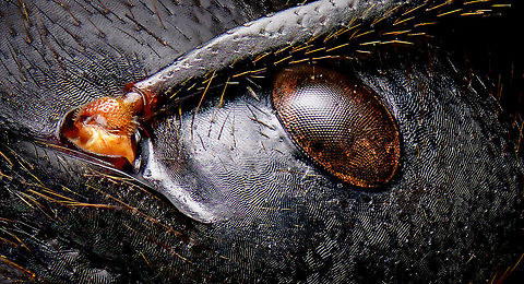 Dinomyrmex gigas - Major Worker (head) Note: purchased specimen.

Here's a series of images documenting Dinomyrmex gigas, one of the largest ants in the world. This species is nocturnal, therefore only incidentally spotted by day. 

This is a Major worker, sometimes just called "Major". Majors are sterile females tasked primarily as body guard for the rest of the colony when they go out at night to forage. Majors are significantly larger than minor workers, and have a heart-shaped massive head and giant mandables. They are described to grow to 28mm, whilst this one was even larger, at exactly 30mm.

These female soldiers alternate between deadly force and ritualistic violence. When defending against other species, it's total war leading to regular death. No time is wasted on mourning as a subsitute troup of Major follows.

However, when a Major meets another Major of the same species from a rival colony, something fascinating happens. They engage in ritual fights. They drum their feet in anticipation. As soon as one touches the other, it's game on, like boxers hitting first gloves. A ritual of intimidation follows, where antennae vibrate, mandibles are raised, and rapid front legs peddle like in a kangaroo fight.

The indivual to sustain the longest, wins. Yet only this round. The loser retreats to recover, clean and recharge. And then will return to the same tournament spot for another go at it. The animals will keep doing this for up to one month, probably because one realizes a lack of an end game.

https://www.jungledragon.com/image/108317/dinomyrmex_gigas_-_major_worker.html
https://www.jungledragon.com/image/108320/dinomyrmex_gigas_-_major_worker_abdomen.html
https://www.jungledragon.com/image/108322/dinomyrmex_gigas_-_major_worker_mandibles.html
https://www.jungledragon.com/image/108328/dinomyrmex_gigas_-_major_worker_portrait.html
https://www.jungledragon.com/image/108344/dinomyrmex_gigas_-_major_worker_head_sideview.html
https://www.jungledragon.com/image/108346/dinomyrmex_gigas_-_major_worker_head_detail.html Dinomyrmex gigas,Extreme Macro,Giant Forest Ant