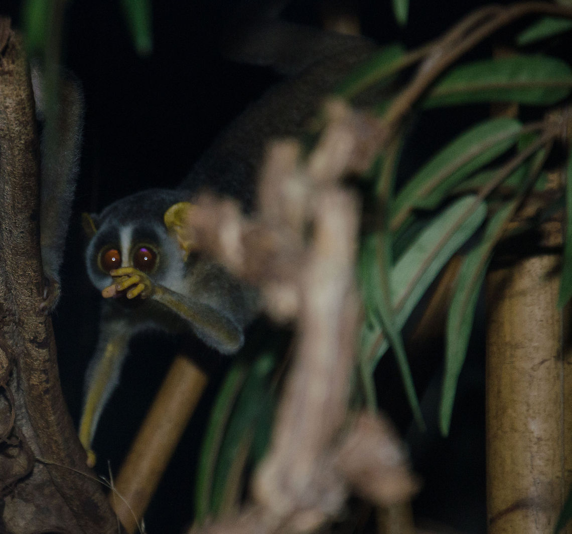 Loris tardigradus at Antwerp zoo I curse myself for not having a better photo, but the circumstances were really difficult. This is the night zone of the Antwerp zoo, where it almost fully dark during the day, to stimulate activity from these nocturnal species. These little primates a very active, beautiful and absolutely hilarious in their facial expressions. Antwerpen,Loris tardigradus,Red slender loris
