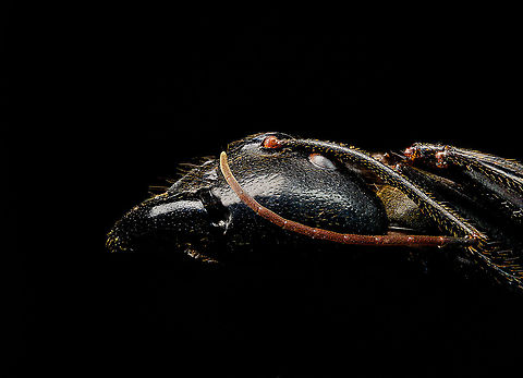 Dinomyrmex gigas - Major Worker (head sideview) Note: purchased specimen.

Here's a series of images documenting Dinomyrmex gigas, one of the largest ants in the world. This species is nocturnal, therefore only incidentally spotted by day. 

This is a Major worker, sometimes just called "Major". Majors are sterile females tasked primarily as body guard for the rest of the colony when they go out at night to forage. Majors are significantly larger than minor workers, and have a heart-shaped massive head and giant mandables. They are described to grow to 28mm, whilst this one was even larger, at exactly 30mm.

These female soldiers alternate between deadly force and ritualistic violence. When defending against other species, it's total war leading to regular death. No time is wasted on mourning as a subsitute troup of Major follows.

However, when a Major meets another Major of the same species from a rival colony, something fascinating happens. They engage in ritual fights. They drum their feet in anticipation. As soon as one touches the other, it's game on, like boxers hitting first gloves. A ritual of intimidation follows, where antennae vibrate, mandibles are raised, and rapid front legs peddle like in a kangaroo fight.

The indivual to sustain the longest, wins. Yet only this round. The loser retreats to recover, clean and recharge. And then will return to the same tournament spot for another go at it. The animals will keep doing this for up to one month, probably because one realizes a lack of a end game.

https://www.jungledragon.com/image/108317/dinomyrmex_gigas_-_major_worker.html
https://www.jungledragon.com/image/108320/dinomyrmex_gigas_-_major_worker_abdomen.html
https://www.jungledragon.com/image/108322/dinomyrmex_gigas_-_major_worker_mandibles.html
https://www.jungledragon.com/image/108328/dinomyrmex_gigas_-_major_worker_portrait.html
https://www.jungledragon.com/image/108331/dinomyrmex_gigas_-_major_worker_head.html
https://www.jungledragon.com/image/108346/dinomyrmex_gigas_-_major_worker_head_detail.html Dinomyrmex gigas,Extreme Macro,Giant Forest Ant