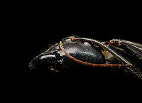 Dinomyrmex gigas - Major Worker (head sideview) Note: purchased specimen.<br />
<br />
Here's a series of images documenting Dinomyrmex gigas, one of the largest ants in the world. This species is nocturnal, therefore only incidentally spotted by day. <br />
<br />
This is a Major worker, sometimes just called "Major". Majors are sterile females tasked primarily as body guard for the rest of the colony when they go out at night to forage. Majors are significantly larger than minor workers, and have a heart-shaped massive head and giant mandables. They are described to grow to 28mm, whilst this one was even larger, at exactly 30mm.<br />
<br />
These female soldiers alternate between deadly force and ritualistic violence. When defending against other species, it's total war leading to regular death. No time is wasted on mourning as a subsitute troup of Major follows.<br />
<br />
However, when a Major meets another Major of the same species from a rival colony, something fascinating happens. They engage in ritual fights. They drum their feet in anticipation. As soon as one touches the other, it's game on, like boxers hitting first gloves. A ritual of intimidation follows, where antennae vibrate, mandibles are raised, and rapid front legs peddle like in a kangaroo fight.<br />
<br />
The indivual to sustain the longest, wins. Yet only this round. The loser retreats to recover, clean and recharge. And then will return to the same tournament spot for another go at it. The animals will keep doing this for up to one month, probably because one realizes a lack of a end game.<br />
<br />
https://www.jungledragon.com/image/108317/dinomyrmex_gigas_-_major_worker.html<br />
https://www.jungledragon.com/image/108320/dinomyrmex_gigas_-_major_worker_abdomen.html<br />
https://www.jungledragon.com/image/108322/dinomyrmex_gigas_-_major_worker_mandibles.html<br />
https://www.jungledragon.com/image/108328/dinomyrmex_gigas_-_major_worker_portrait.html<br />
https://www.jungledragon.com/image/108331/dinomyrmex_gigas_-_major_worker_head.html<br />
https://www.jungledragon.com/image/108346/dinomyrmex_gigas_-_major_worker_head_detail.html Dinomyrmex gigas,Extreme Macro,Giant Forest Ant