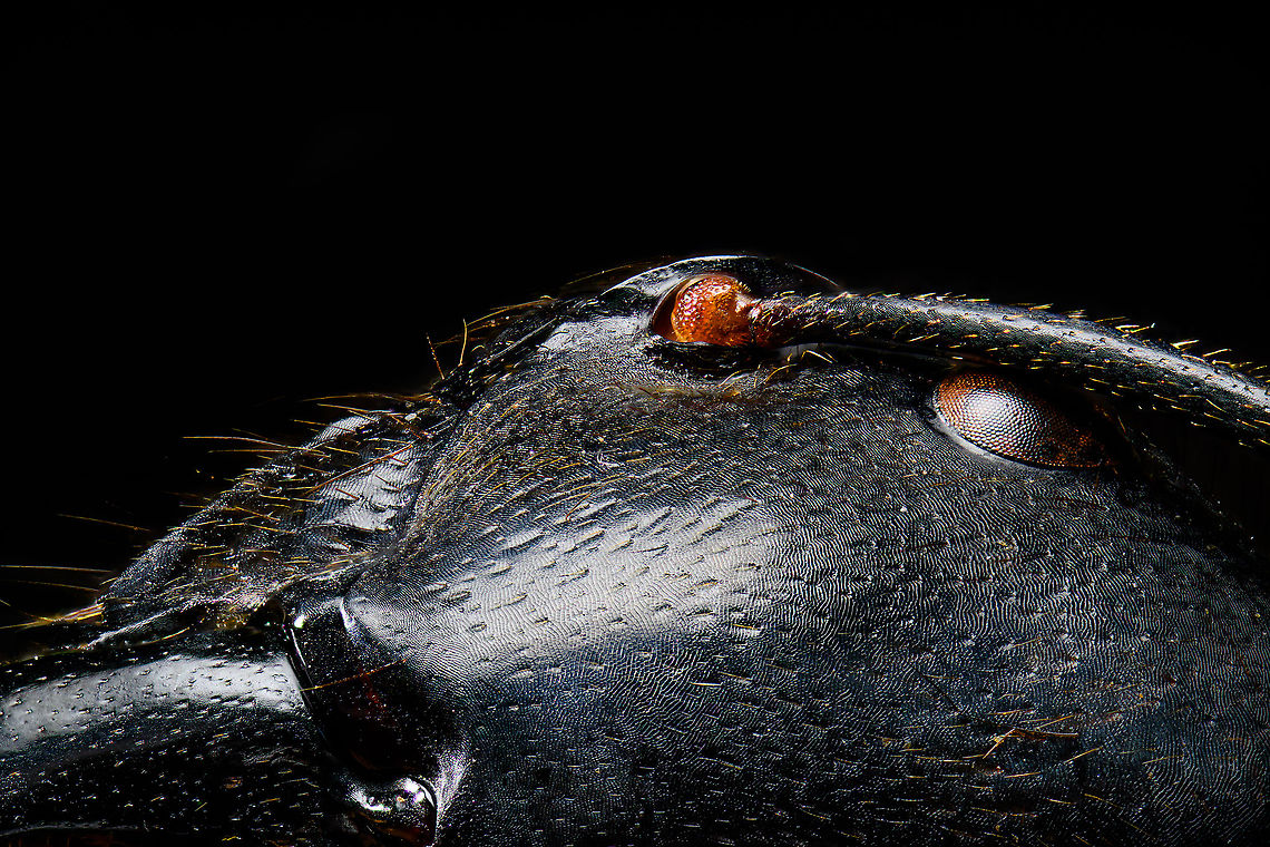 Dinomyrmex gigas - Major Worker (head detail) Note: purchased specimen.<br />
<br />
Here&#039;s a series of images documenting Dinomyrmex gigas, one of the largest ants in the world. This species is nocturnal, therefore only incidentally spotted by day. <br />
<br />
This is a Major worker, sometimes just called &quot;Major&quot;. Majors are sterile females tasked primarily as body guard for the rest of the colony when they go out at night to forage. Majors are significantly larger than minor workers, and have a heart-shaped massive head and giant mandables. They are described to grow to 28mm, whilst this one was even larger, at exactly 30mm.<br />
<br />
These female soldiers alternate between deadly force and ritualistic violence. When defending against other species, it&#039;s total war leading to regular death. No time is wasted on mourning as a subsitute troup of Major follows.<br />
<br />
However, when a Major meets another Major of the same species from a rival colony, something fascinating happens. They engage in ritual fights. They drum their feet in anticipation. As soon as one touches the other, it&#039;s game on, like boxers hitting first gloves. A ritual of intimidation follows, where antennae vibrate, mandibles are raised, and rapid front legs peddle like in a kangaroo fight.<br />
<br />
The indivual to sustain the longest, wins. Yet only this round. The loser retreats to recover, clean and recharge. And then will return to the same tournament spot for another go at it. The animals will keep doing this for up to one month, probably because one realizes a lack of a end game.<br />
<br />
<br />
<figure class="photo"><a href="https://www.jungledragon.com/image/108317/dinomyrmex_gigas_-_major_worker.html" title="Dinomyrmex gigas - Major Worker"><img src="https://s3.amazonaws.com/media.jungledragon.com/images/2/108317_thumb.jpg?AWSAccessKeyId=05GMT0V3GWVNE7GGM1R2&Expires=1759968010&Signature=5LimI10bXgjNFUhK9ymoYqYtS0Q%3D" width="200" height="136" alt="Dinomyrmex gigas - Major Worker Here&#039;s a series of images documenting Dinomyrmex gigas, one of the largest ants in the world. This species is nocturnal, therefore only incidentally spotted by day. <br />
<br />
This is a Major worker, sometimes just called &quot;Major&quot;. Majors are sterile females tasked primarily as body guard for the rest of the colony when they go out at night to forage. Majors are significantly larger than minor workers, and have a heart-shaped massive head and giant mandables. They are described to grow to 28mm, whilst this one was even larger, at exactly 30mm.<br />
<br />
These female soldiers alternate between deadly force and ritualistic violence. When defending against other species, it&#039;s total war leading to regular death. No time is wasted on mourning as a subsitute troup of Major follows.<br />
<br />
However, when a Major meets another Major of the same species from a rival colony, something fascinating happens. They engage in ritual fights. They drum their feet in anticipation. As soon as one touches the other, it&#039;s game on, like boxers hitting first gloves. A ritual of intimidation follows, where antennae vibrate, mandibles are raised, and rapid front legs peddle like in a kangaroo fight.<br />
<br />
The indivual to sustain the longest, wins. Yet only this round. The loser retreats to recover, clean and recharge. And then will return to the same tournament spot for another go at it. The animals will keep doing this for up to one month, probably because one realizes a lack of an end game.<br />
<br />
https://www.jungledragon.com/image/108320/dinomyrmex_gigas_-_major_worker_abdomen.html<br />
https://www.jungledragon.com/image/108322/dinomyrmex_gigas_-_major_worker_mandibles.html<br />
https://www.jungledragon.com/image/108328/dinomyrmex_gigas_-_major_worker_portrait.html<br />
https://www.jungledragon.com/image/108331/dinomyrmex_gigas_-_major_worker_head.html<br />
https://www.jungledragon.com/image/108344/dinomyrmex_gigas_-_major_worker_head_sideview.html<br />
https://www.jungledragon.com/image/108346/dinomyrmex_gigas_-_major_worker_head_detail.html Dinomyrmex,Dinomyrmex gigas,Extreme Macro" /></a></figure><br />
<figure class="photo"><a href="https://www.jungledragon.com/image/108320/dinomyrmex_gigas_-_major_worker_abdomen.html" title="Dinomyrmex gigas - Major Worker (abdomen)"><img src="https://s3.amazonaws.com/media.jungledragon.com/images/2/108320_thumb.jpg?AWSAccessKeyId=05GMT0V3GWVNE7GGM1R2&Expires=1759968010&Signature=vssp0jFPJ4mo9BF4FIfarYRRXbc%3D" width="200" height="170" alt="Dinomyrmex gigas - Major Worker (abdomen) Note: purchased specimen.<br />
<br />
Here&#039;s a series of images documenting Dinomyrmex gigas, one of the largest ants in the world. This species is nocturnal, therefore only incidentally spotted by day. <br />
<br />
This is a Major worker, sometimes just called &quot;Major&quot;. Majors are sterile females tasked primarily as body guard for the rest of the colony when they go out at night to forage. Majors are significantly larger than minor workers, and have a heart-shaped massive head and giant mandables. They are described to grow to 28mm, whilst this one was even larger, at exactly 30mm.<br />
<br />
These female soldiers alternate between deadly force and ritualistic violence. When defending against other species, it&#039;s total war leading to regular death. No time is wasted on mourning as a subsitute troup of Major follows.<br />
<br />
However, when a Major meets another Major of the same species from a rival colony, something fascinating happens. They engage in ritual fights. They drum their feet in anticipation. As soon as one touches the other, it&#039;s game on, like boxers hitting first gloves. A ritual of intimidation follows, where antennae vibrate, mandibles are raised, and rapid front legs peddle like in a kangaroo fight.<br />
<br />
The indivual to sustain the longest, wins. Yet only this round. The loser retreats to recover, clean and recharge. And then will return to the same tournament spot for another go at it. The animals will keep doing this for up to one month, probably because one realizes a lack of an end game.<br />
<br />
<br />
https://www.jungledragon.com/image/108317/dinomyrmex_gigas_-_major_worker.html<br />
https://www.jungledragon.com/image/108322/dinomyrmex_gigas_-_major_worker_mandibles.html<br />
https://www.jungledragon.com/image/108328/dinomyrmex_gigas_-_major_worker_portrait.html<br />
https://www.jungledragon.com/image/108331/dinomyrmex_gigas_-_major_worker_head.html<br />
https://www.jungledragon.com/image/108344/dinomyrmex_gigas_-_major_worker_head_sideview.html<br />
https://www.jungledragon.com/image/108346/dinomyrmex_gigas_-_major_worker_head_detail.html Dinomyrmex gigas,Extreme Macro,Giant Forest Ant" /></a></figure><br />
<figure class="photo"><a href="https://www.jungledragon.com/image/108322/dinomyrmex_gigas_-_major_worker_mandibles.html" title="Dinomyrmex gigas - Major Worker (mandibles)"><img src="https://s3.amazonaws.com/media.jungledragon.com/images/2/108322_thumb.jpg?AWSAccessKeyId=05GMT0V3GWVNE7GGM1R2&Expires=1759968010&Signature=5zOXFmys0mmrMyjCjCTJ4aB0AIk%3D" width="200" height="144" alt="Dinomyrmex gigas - Major Worker (mandibles) Note: purchased specimen.<br />
<br />
Here&#039;s a series of images documenting Dinomyrmex gigas, one of the largest ants in the world. This species is nocturnal, therefore only incidentally spotted by day. <br />
<br />
This is a Major worker, sometimes just called &quot;Major&quot;. Majors are sterile females tasked primarily as body guard for the rest of the colony when they go out at night to forage. Majors are significantly larger than minor workers, and have a heart-shaped massive head and giant mandables. They are described to grow to 28mm, whilst this one was even larger, at exactly 30mm.<br />
<br />
These female soldiers alternate between deadly force and ritualistic violence. When defending against other species, it&#039;s total war leading to regular death. No time is wasted on mourning as a subsitute troup of Major follows.<br />
<br />
However, when a Major meets another Major of the same species from a rival colony, something fascinating happens. They engage in ritual fights. They drum their feet in anticipation. As soon as one touches the other, it&#039;s game on, like boxers hitting first gloves. A ritual of intimidation follows, where antennae vibrate, mandibles are raised, and rapid front legs peddle like in a kangaroo fight.<br />
<br />
The indivual to sustain the longest, wins. Yet only this round. The loser retreats to recover, clean and recharge. And then will return to the same tournament spot for another go at it. The animals will keep doing this for up to one month, probably because one realizes a lack of an end game.<br />
<br />
https://www.jungledragon.com/image/108317/dinomyrmex_gigas_-_major_worker.html<br />
https://www.jungledragon.com/image/108320/dinomyrmex_gigas_-_major_worker_abdomen.html<br />
https://www.jungledragon.com/image/108328/dinomyrmex_gigas_-_major_worker_portrait.html<br />
https://www.jungledragon.com/image/108331/dinomyrmex_gigas_-_major_worker_head.html<br />
https://www.jungledragon.com/image/108344/dinomyrmex_gigas_-_major_worker_head_sideview.html<br />
https://www.jungledragon.com/image/108346/dinomyrmex_gigas_-_major_worker_head_detail.html Dinomyrmex gigas,Extreme Macro,Giant Forest Ant" /></a></figure><br />
<figure class="photo"><a href="https://www.jungledragon.com/image/108328/dinomyrmex_gigas_-_major_worker_portrait.html" title="Dinomyrmex gigas - Major Worker (portrait)"><img src="https://s3.amazonaws.com/media.jungledragon.com/images/2/108328_thumb.jpg?AWSAccessKeyId=05GMT0V3GWVNE7GGM1R2&Expires=1759968010&Signature=7b1UyxZTQcGt4KikJZ3R%2FWnOqPY%3D" width="128" height="152" alt="Dinomyrmex gigas - Major Worker (portrait) Note: purchased specimen.<br />
<br />
Here&#039;s a series of images documenting Dinomyrmex gigas, one of the largest ants in the world. This species is nocturnal, therefore only incidentally spotted by day. <br />
<br />
This is a Major worker, sometimes just called &quot;Major&quot;. Majors are sterile females tasked primarily as body guard for the rest of the colony when they go out at night to forage. Majors are significantly larger than minor workers, and have a heart-shaped massive head and giant mandables. They are described to grow to 28mm, whilst this one was even larger, at exactly 30mm.<br />
<br />
These female soldiers alternate between deadly force and ritualistic violence. When defending against other species, it&#039;s total war leading to regular death. No time is wasted on mourning as a subsitute troup of Major follows.<br />
<br />
However, when a Major meets another Major of the same species from a rival colony, something fascinating happens. They engage in ritual fights. They drum their feet in anticipation. As soon as one touches the other, it&#039;s game on, like boxers hitting first gloves. A ritual of intimidation follows, where antennae vibrate, mandibles are raised, and rapid front legs peddle like in a kangaroo fight.<br />
<br />
The indivual to sustain the longest, wins. Yet only this round. The loser retreats to recover, clean and recharge. And then will return to the same tournament spot for another go at it. The animals will keep doing this for up to one month, probably because one realizes a lack of an end game.<br />
<br />
https://www.jungledragon.com/image/108317/dinomyrmex_gigas_-_major_worker.html<br />
https://www.jungledragon.com/image/108320/dinomyrmex_gigas_-_major_worker_abdomen.html<br />
https://www.jungledragon.com/image/108322/dinomyrmex_gigas_-_major_worker_mandibles.html<br />
https://www.jungledragon.com/image/108331/dinomyrmex_gigas_-_major_worker_head.html<br />
https://www.jungledragon.com/image/108344/dinomyrmex_gigas_-_major_worker_head_sideview.html<br />
https://www.jungledragon.com/image/108346/dinomyrmex_gigas_-_major_worker_head_detail.html Dinomyrmex gigas,Extreme Macro,Extreme Macro Portraits,Giant Forest Ant" /></a></figure><br />
<figure class="photo"><a href="https://www.jungledragon.com/image/108331/dinomyrmex_gigas_-_major_worker_head.html" title="Dinomyrmex gigas - Major Worker (head)"><img src="https://s3.amazonaws.com/media.jungledragon.com/images/2/108331_thumb.jpg?AWSAccessKeyId=05GMT0V3GWVNE7GGM1R2&Expires=1759968010&Signature=bxdjgq6tYf3vaY69xML43COzSVc%3D" width="200" height="110" alt="Dinomyrmex gigas - Major Worker (head) Note: purchased specimen.<br />
<br />
Here&#039;s a series of images documenting Dinomyrmex gigas, one of the largest ants in the world. This species is nocturnal, therefore only incidentally spotted by day. <br />
<br />
This is a Major worker, sometimes just called &quot;Major&quot;. Majors are sterile females tasked primarily as body guard for the rest of the colony when they go out at night to forage. Majors are significantly larger than minor workers, and have a heart-shaped massive head and giant mandables. They are described to grow to 28mm, whilst this one was even larger, at exactly 30mm.<br />
<br />
These female soldiers alternate between deadly force and ritualistic violence. When defending against other species, it&#039;s total war leading to regular death. No time is wasted on mourning as a subsitute troup of Major follows.<br />
<br />
However, when a Major meets another Major of the same species from a rival colony, something fascinating happens. They engage in ritual fights. They drum their feet in anticipation. As soon as one touches the other, it&#039;s game on, like boxers hitting first gloves. A ritual of intimidation follows, where antennae vibrate, mandibles are raised, and rapid front legs peddle like in a kangaroo fight.<br />
<br />
The indivual to sustain the longest, wins. Yet only this round. The loser retreats to recover, clean and recharge. And then will return to the same tournament spot for another go at it. The animals will keep doing this for up to one month, probably because one realizes a lack of an end game.<br />
<br />
https://www.jungledragon.com/image/108317/dinomyrmex_gigas_-_major_worker.html<br />
https://www.jungledragon.com/image/108320/dinomyrmex_gigas_-_major_worker_abdomen.html<br />
https://www.jungledragon.com/image/108322/dinomyrmex_gigas_-_major_worker_mandibles.html<br />
https://www.jungledragon.com/image/108328/dinomyrmex_gigas_-_major_worker_portrait.html<br />
https://www.jungledragon.com/image/108344/dinomyrmex_gigas_-_major_worker_head_sideview.html<br />
https://www.jungledragon.com/image/108346/dinomyrmex_gigas_-_major_worker_head_detail.html Dinomyrmex gigas,Extreme Macro,Giant Forest Ant" /></a></figure><br />
<figure class="photo"><a href="https://www.jungledragon.com/image/108344/dinomyrmex_gigas_-_major_worker_head_sideview.html" title="Dinomyrmex gigas - Major Worker (head sideview)"><img src="https://s3.amazonaws.com/media.jungledragon.com/images/2/108344_thumb.jpg?AWSAccessKeyId=05GMT0V3GWVNE7GGM1R2&Expires=1759968010&Signature=TIho5PPp%2FhVHHZBe9lJT6tpq1vA%3D" width="200" height="146" alt="Dinomyrmex gigas - Major Worker (head sideview) Note: purchased specimen.<br />
<br />
Here&#039;s a series of images documenting Dinomyrmex gigas, one of the largest ants in the world. This species is nocturnal, therefore only incidentally spotted by day. <br />
<br />
This is a Major worker, sometimes just called &quot;Major&quot;. Majors are sterile females tasked primarily as body guard for the rest of the colony when they go out at night to forage. Majors are significantly larger than minor workers, and have a heart-shaped massive head and giant mandables. They are described to grow to 28mm, whilst this one was even larger, at exactly 30mm.<br />
<br />
These female soldiers alternate between deadly force and ritualistic violence. When defending against other species, it&#039;s total war leading to regular death. No time is wasted on mourning as a subsitute troup of Major follows.<br />
<br />
However, when a Major meets another Major of the same species from a rival colony, something fascinating happens. They engage in ritual fights. They drum their feet in anticipation. As soon as one touches the other, it&#039;s game on, like boxers hitting first gloves. A ritual of intimidation follows, where antennae vibrate, mandibles are raised, and rapid front legs peddle like in a kangaroo fight.<br />
<br />
The indivual to sustain the longest, wins. Yet only this round. The loser retreats to recover, clean and recharge. And then will return to the same tournament spot for another go at it. The animals will keep doing this for up to one month, probably because one realizes a lack of a end game.<br />
<br />
https://www.jungledragon.com/image/108317/dinomyrmex_gigas_-_major_worker.html<br />
https://www.jungledragon.com/image/108320/dinomyrmex_gigas_-_major_worker_abdomen.html<br />
https://www.jungledragon.com/image/108322/dinomyrmex_gigas_-_major_worker_mandibles.html<br />
https://www.jungledragon.com/image/108328/dinomyrmex_gigas_-_major_worker_portrait.html<br />
https://www.jungledragon.com/image/108331/dinomyrmex_gigas_-_major_worker_head.html<br />
https://www.jungledragon.com/image/108346/dinomyrmex_gigas_-_major_worker_head_detail.html Dinomyrmex gigas,Extreme Macro,Giant Forest Ant" /></a></figure> Dinomyrmex gigas,Extreme Macro,Giant Forest Ant
