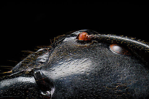 Dinomyrmex gigas - Major Worker (head detail) Note: purchased specimen.

Here's a series of images documenting Dinomyrmex gigas, one of the largest ants in the world. This species is nocturnal, therefore only incidentally spotted by day. 

This is a Major worker, sometimes just called "Major". Majors are sterile females tasked primarily as body guard for the rest of the colony when they go out at night to forage. Majors are significantly larger than minor workers, and have a heart-shaped massive head and giant mandables. They are described to grow to 28mm, whilst this one was even larger, at exactly 30mm.

These female soldiers alternate between deadly force and ritualistic violence. When defending against other species, it's total war leading to regular death. No time is wasted on mourning as a subsitute troup of Major follows.

However, when a Major meets another Major of the same species from a rival colony, something fascinating happens. They engage in ritual fights. They drum their feet in anticipation. As soon as one touches the other, it's game on, like boxers hitting first gloves. A ritual of intimidation follows, where antennae vibrate, mandibles are raised, and rapid front legs peddle like in a kangaroo fight.

The indivual to sustain the longest, wins. Yet only this round. The loser retreats to recover, clean and recharge. And then will return to the same tournament spot for another go at it. The animals will keep doing this for up to one month, probably because one realizes a lack of a end game.


https://www.jungledragon.com/image/108317/dinomyrmex_gigas_-_major_worker.html
https://www.jungledragon.com/image/108320/dinomyrmex_gigas_-_major_worker_abdomen.html
https://www.jungledragon.com/image/108322/dinomyrmex_gigas_-_major_worker_mandibles.html
https://www.jungledragon.com/image/108328/dinomyrmex_gigas_-_major_worker_portrait.html
https://www.jungledragon.com/image/108331/dinomyrmex_gigas_-_major_worker_head.html
https://www.jungledragon.com/image/108344/dinomyrmex_gigas_-_major_worker_head_sideview.html Dinomyrmex gigas,Extreme Macro,Giant Forest Ant