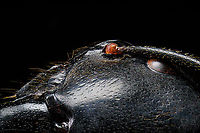 Dinomyrmex gigas - Major Worker (head detail) Note: purchased specimen.<br />
<br />
Here's a series of images documenting Dinomyrmex gigas, one of the largest ants in the world. This species is nocturnal, therefore only incidentally spotted by day. <br />
<br />
This is a Major worker, sometimes just called "Major". Majors are sterile females tasked primarily as body guard for the rest of the colony when they go out at night to forage. Majors are significantly larger than minor workers, and have a heart-shaped massive head and giant mandables. They are described to grow to 28mm, whilst this one was even larger, at exactly 30mm.<br />
<br />
These female soldiers alternate between deadly force and ritualistic violence. When defending against other species, it's total war leading to regular death. No time is wasted on mourning as a subsitute troup of Major follows.<br />
<br />
However, when a Major meets another Major of the same species from a rival colony, something fascinating happens. They engage in ritual fights. They drum their feet in anticipation. As soon as one touches the other, it's game on, like boxers hitting first gloves. A ritual of intimidation follows, where antennae vibrate, mandibles are raised, and rapid front legs peddle like in a kangaroo fight.<br />
<br />
The indivual to sustain the longest, wins. Yet only this round. The loser retreats to recover, clean and recharge. And then will return to the same tournament spot for another go at it. The animals will keep doing this for up to one month, probably because one realizes a lack of a end game.<br />
<br />
<br />
https://www.jungledragon.com/image/108317/dinomyrmex_gigas_-_major_worker.html<br />
https://www.jungledragon.com/image/108320/dinomyrmex_gigas_-_major_worker_abdomen.html<br />
https://www.jungledragon.com/image/108322/dinomyrmex_gigas_-_major_worker_mandibles.html<br />
https://www.jungledragon.com/image/108328/dinomyrmex_gigas_-_major_worker_portrait.html<br />
https://www.jungledragon.com/image/108331/dinomyrmex_gigas_-_major_worker_head.html<br />
https://www.jungledragon.com/image/108344/dinomyrmex_gigas_-_major_worker_head_sideview.html Dinomyrmex gigas,Extreme Macro,Giant Forest Ant