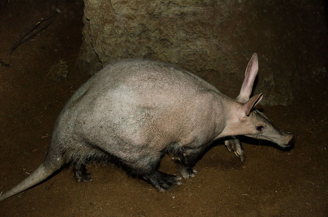 Aardvark, the living fossil Which specie makes the 1st entry in any alphabetical species list yet was still missing from JungleDragon? It's the Aardvark. This one was captured at the Antwerp zoo. It's quite a fascinating animal in their natural history and behavior, be sure to click the "learn more" link in the species block. Aardvark,Antwerpen,Orycteropus afer