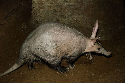 Aardvark, the living fossil Which specie makes the 1st entry in any alphabetical species list yet was still missing from JungleDragon? It's the Aardvark. This one was captured at the Antwerp zoo. It's quite a fascinating animal in their natural history and behavior, be sure to click the "learn more" link in the species block. Aardvark,Antwerpen,Orycteropus afer