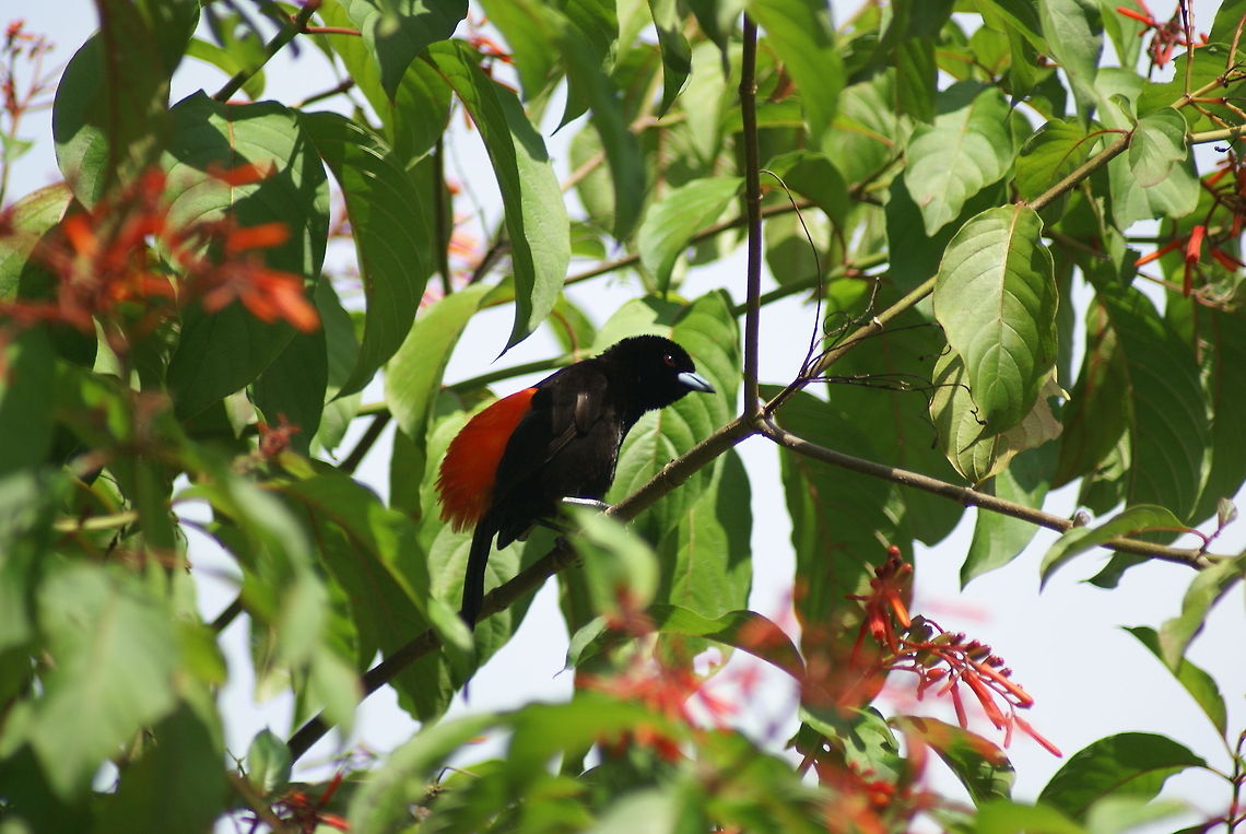 Passerinis Tanager This bird is a lot more beautiful than this picture shows. It's back feathers are neon bright and their eyes deep right (check the zoom). Birds,Costa Rica,Passerinis Tanager,Ramphocelus passerinii