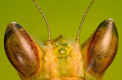 Jeweled flower mantis (eyes) Creobroter gemmatus, purchased specimen.

This morning I had what alcoholics refer to as a moment of clarity.

Normally, when we travel abroad, I can't seem to choose between macro and general wildlife, therefore I always have the 80-400mm with me. Back home I pretty much only do macro, so the lens has been unused for quite a while now. And that's how I completely forgot that I also have a 1.4 extender, to be used when I need some extra range for birds. 

A moment of joy and cringe, as quite obviously I can use this same extender on the 5:1 macro lens, to reach a 7:1 magnification. It only took me close to a year to connect these dots.

That said, my goal with extreme macro is not magnification for the sake of magnification. At 5:1 already, quite a few insects don't fit the frame, and then I still have a significant amount of cropping space. The only situation where I would find 7:1 useful is to zoom in on specific body parts more than I could do before.

As for image quality, more testing is needed, but it looks acceptable to me. Note that the specimen is in somewhat of a poor state. This is a stack of 50 images at step size 20 &mu;m.

Light setup:
- The big reflection on the eye is a LED + big diffuser
- The smaller bottom shine is another LED with barn doors
- The top glow on the eye is a small backlight LED

The background is a color card. Not entirely happy with the effect, but still learning. Creobroter gemmatus,Extreme Macro,Jeweled flower mantis