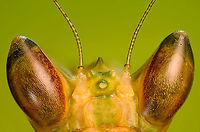 Jeweled flower mantis (eyes) Creobroter gemmatus, purchased specimen.<br />
<br />
This morning I had what alcoholics refer to as a moment of clarity.<br />
<br />
Normally, when we travel abroad, I can't seem to choose between macro and general wildlife, therefore I always have the 80-400mm with me. Back home I pretty much only do macro, so the lens has been unused for quite a while now. And that's how I completely forgot that I also have a 1.4 extender, to be used when I need some extra range for birds. <br />
<br />
A moment of joy and cringe, as quite obviously I can use this same extender on the 5:1 macro lens, to reach a 7:1 magnification. It only took me close to a year to connect these dots.<br />
<br />
That said, my goal with extreme macro is not magnification for the sake of magnification. At 5:1 already, quite a few insects don't fit the frame, and then I still have a significant amount of cropping space. The only situation where I would find 7:1 useful is to zoom in on specific body parts more than I could do before.<br />
<br />
As for image quality, more testing is needed, but it looks acceptable to me. Note that the specimen is in somewhat of a poor state. This is a stack of 50 images at step size 20 μm.<br />
<br />
Light setup:<br />
- The big reflection on the eye is a LED + big diffuser<br />
- The smaller bottom shine is another LED with barn doors<br />
- The top glow on the eye is a small backlight LED<br />
<br />
The background is a color card. Not entirely happy with the effect, but still learning. Creobroter gemmatus,Extreme Macro,Jeweled flower mantis