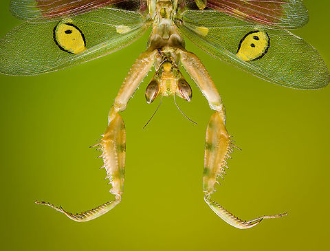 Jeweled flower mantis, extreme macro Note: dried specimen.

Upper body shot in its spread position. Wing detail:
https://www.jungledragon.com/image/108499/jeweled_flower_mantis_fake_eyes_on_wing.html
eyes:

https://www.jungledragon.com/image/108417/jeweled_flower_mantis_eyes.html
https://www.jungledragon.com/image/108554/jeweled_flower_mantis_foreleg.html Creobroter gemmatus,Extreme Macro,Jeweled flower mantis