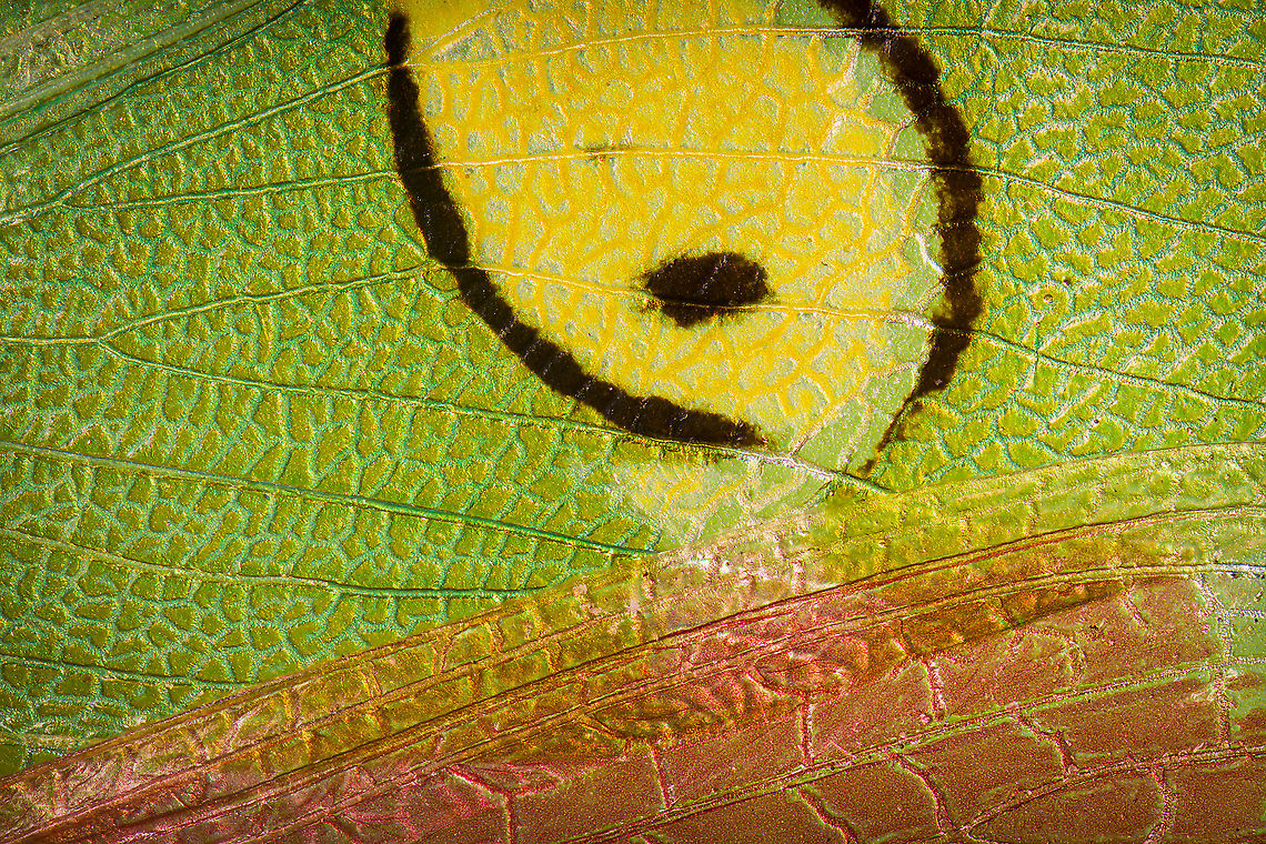 Jeweled flower mantis (fake eyes on wing) Note: dried specimen.<br />
<br />
5:1 macro detail of the wing section. Context:<br />
<figure class="photo"><a href="https://www.jungledragon.com/image/108497/jeweled_flower_mantis_extreme_macro.html" title="Jeweled flower mantis, extreme macro"><img src="https://s3.amazonaws.com/media.jungledragon.com/images/2/108497_thumb.jpg?AWSAccessKeyId=05GMT0V3GWVNE7GGM1R2&Expires=1759968010&Signature=4%2BTyr%2FxPnsYj9yGYLt7Jq7lcDU0%3D" width="200" height="154" alt="Jeweled flower mantis, extreme macro Note: dried specimen.<br />
<br />
Upper body shot in its spread position. Wing detail:<br />
https://www.jungledragon.com/image/108499/jeweled_flower_mantis_fake_eyes_on_wing.html<br />
eyes:<br />
<br />
https://www.jungledragon.com/image/108417/jeweled_flower_mantis_eyes.html<br />
https://www.jungledragon.com/image/108554/jeweled_flower_mantis_foreleg.html Creobroter gemmatus,Extreme Macro,Jeweled flower mantis" /></a></figure><br />
Magnified like this, looks like a sloppy paint job. Creobroter gemmatus,Extreme Macro,Jeweled flower mantis