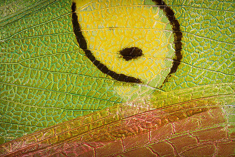 Jeweled flower mantis (fake eyes on wing) Note: dried specimen.

5:1 macro detail of the wing section. Context:
https://www.jungledragon.com/image/108497/jeweled_flower_mantis_extreme_macro.html
Magnified like this, looks like a sloppy paint job. Creobroter gemmatus,Extreme Macro,Jeweled flower mantis