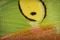 Jeweled flower mantis (fake eyes on wing) Note: dried specimen.<br />
<br />
5:1 macro detail of the wing section. Context:<br />
https://www.jungledragon.com/image/108497/jeweled_flower_mantis_extreme_macro.html<br />
Magnified like this, looks like a sloppy paint job. Creobroter gemmatus,Extreme Macro,Jeweled flower mantis