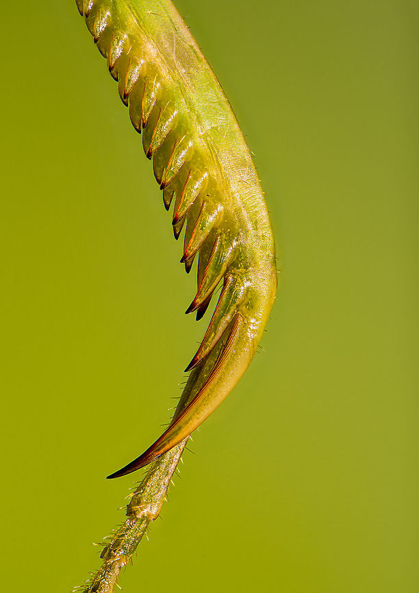 Jeweled flower mantis (foreleg) This is a 5:1 macro of the foreleg of a Jeweled flower mantis specimen.<br />
<br />
A gripping structure like this is sometimes called a Raptorial leg. This photo shows the tibia (gripping structure itself) and part of the tarsus (bottom). A good diagram of the total leg anatomy here:<br />
<a href="https://en.wikipedia.org/wiki/File:MantisLegGBMNH.jpg" rel="nofollow">https://en.wikipedia.org/wiki/File:MantisLegGBMNH.jpg</a><br />
<figure class="photo"><a href="https://www.jungledragon.com/image/108557/jeweled_flower_mantis_foreleg_2.html" title="Jeweled flower mantis (foreleg 2)"><img src="https://s3.amazonaws.com/media.jungledragon.com/images/2/108557_thumb.jpg?AWSAccessKeyId=05GMT0V3GWVNE7GGM1R2&Expires=1767225610&Signature=FsMt%2Btxhe0pkWJZOLvU8lOn8YhY%3D" width="200" height="134" alt="Jeweled flower mantis (foreleg 2) This is a 5:1 macro of the foreleg of a Jeweled flower mantis specimen.<br />
<br />
A gripping structure like this is sometimes called a Raptorial leg. This photo shows the tibia (gripping structure itself) and part of the tarsus (bottom). A good diagram of the total leg anatomy here:<br />
https://en.wikipedia.org/wiki/File:MantisLegGBMNH.jpg<br />
https://www.jungledragon.com/image/108554/jeweled_flower_mantis_foreleg.html<br />
https://www.jungledragon.com/image/108497/jeweled_flower_mantis_extreme_macro.html Creobroter gemmatus,Extreme Macro,Jeweled flower mantis" /></a></figure><br />
<figure class="photo"><a href="https://www.jungledragon.com/image/108497/jeweled_flower_mantis_extreme_macro.html" title="Jeweled flower mantis, extreme macro"><img src="https://s3.amazonaws.com/media.jungledragon.com/images/2/108497_thumb.jpg?AWSAccessKeyId=05GMT0V3GWVNE7GGM1R2&Expires=1767225610&Signature=qVOtPT6m9HvKezu7Ckdzuet2CyM%3D" width="200" height="154" alt="Jeweled flower mantis, extreme macro Note: dried specimen.<br />
<br />
Upper body shot in its spread position. Wing detail:<br />
https://www.jungledragon.com/image/108499/jeweled_flower_mantis_fake_eyes_on_wing.html<br />
eyes:<br />
<br />
https://www.jungledragon.com/image/108417/jeweled_flower_mantis_eyes.html<br />
https://www.jungledragon.com/image/108554/jeweled_flower_mantis_foreleg.html Creobroter gemmatus,Extreme Macro,Jeweled flower mantis" /></a></figure> Creobroter gemmatus,Extreme Macro,Jeweled flower mantis