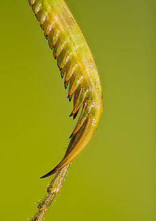 Jeweled flower mantis (foreleg) This is a 5:1 macro of the foreleg of a Jeweled flower mantis specimen.

A gripping structure like this is sometimes called a Raptorial leg. This photo shows the tibia (gripping structure itself) and part of the tarsus (bottom). A good diagram of the total leg anatomy here:
https://en.wikipedia.org/wiki/File:MantisLegGBMNH.jpg
https://www.jungledragon.com/image/108557/jeweled_flower_mantis_foreleg_2.html
https://www.jungledragon.com/image/108497/jeweled_flower_mantis_extreme_macro.html Creobroter gemmatus,Extreme Macro,Jeweled flower mantis