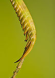 Jeweled flower mantis (foreleg) This is a 5:1 macro of the foreleg of a Jeweled flower mantis specimen.<br />
<br />
A gripping structure like this is sometimes called a Raptorial leg. This photo shows the tibia (gripping structure itself) and part of the tarsus (bottom). A good diagram of the total leg anatomy here:<br />
https://en.wikipedia.org/wiki/File:MantisLegGBMNH.jpg<br />
https://www.jungledragon.com/image/108557/jeweled_flower_mantis_foreleg_2.html<br />
https://www.jungledragon.com/image/108497/jeweled_flower_mantis_extreme_macro.html Creobroter gemmatus,Extreme Macro,Jeweled flower mantis