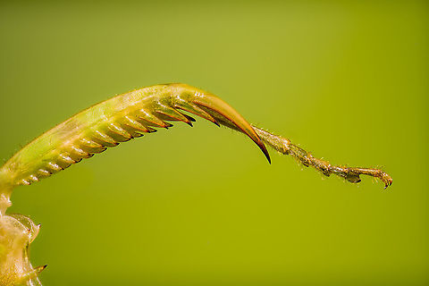 Jeweled flower mantis (foreleg 2) This is a 5:1 macro of the foreleg of a Jeweled flower mantis specimen.

A gripping structure like this is sometimes called a Raptorial leg. This photo shows the tibia (gripping structure itself) and part of the tarsus (bottom). A good diagram of the total leg anatomy here:
https://en.wikipedia.org/wiki/File:MantisLegGBMNH.jpg
https://www.jungledragon.com/image/108554/jeweled_flower_mantis_foreleg.html
https://www.jungledragon.com/image/108497/jeweled_flower_mantis_extreme_macro.html Creobroter gemmatus,Extreme Macro,Jeweled flower mantis