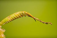 Jeweled flower mantis (foreleg 2) This is a 5:1 macro of the foreleg of a Jeweled flower mantis specimen.<br />
<br />
A gripping structure like this is sometimes called a Raptorial leg. This photo shows the tibia (gripping structure itself) and part of the tarsus (bottom). A good diagram of the total leg anatomy here:<br />
https://en.wikipedia.org/wiki/File:MantisLegGBMNH.jpg<br />
https://www.jungledragon.com/image/108554/jeweled_flower_mantis_foreleg.html<br />
https://www.jungledragon.com/image/108497/jeweled_flower_mantis_extreme_macro.html Creobroter gemmatus,Extreme Macro,Jeweled flower mantis