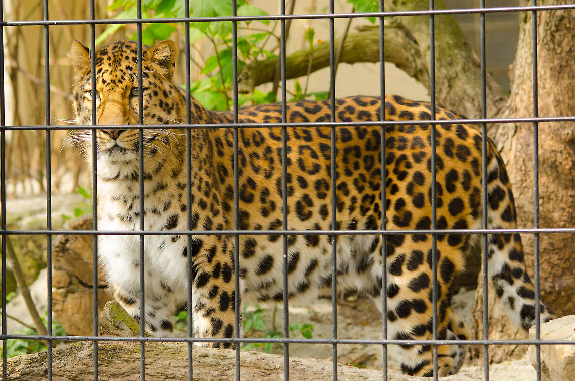 Amur Leopard at Antwerp zoo  Amur leopard,Antwerpen,Panthera pardus orientalis