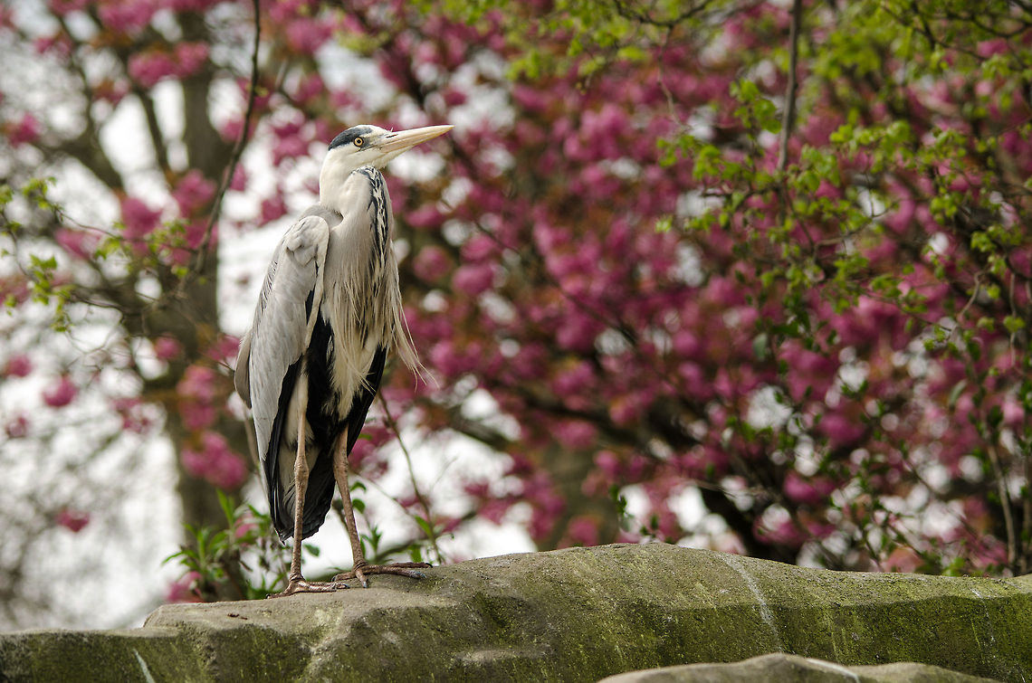 Grey Heron at Antwerp zoo This guest was free-roaming, not part of the exhibition, probably just there to feed on something :) Antwerpen,Ardea cinerea,Grey Heron