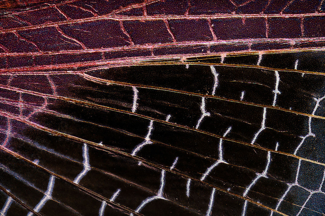 Jeweled flower mantis (bottom wing) Note: dried specimen.<br />
<br />
This is a 5:1 macro closeup of the bottom wing section of a Jeweled flower mantis. This part of the wings is largely transparent. Zoomed out the photo may seem moved or unsharp, yet this is largely an illusion, zoom in to see the powdery vain structure.<br />
<figure class="photo"><a href="https://www.jungledragon.com/image/108497/jeweled_flower_mantis_extreme_macro.html" title="Jeweled flower mantis, extreme macro"><img src="https://s3.amazonaws.com/media.jungledragon.com/images/2/108497_thumb.jpg?AWSAccessKeyId=05GMT0V3GWVNE7GGM1R2&Expires=1769040010&Signature=xHvrGo3BujZfg2V4Dr7h6iIpboc%3D" width="200" height="154" alt="Jeweled flower mantis, extreme macro Note: dried specimen.<br />
<br />
Upper body shot in its spread position. Wing detail:<br />
https://www.jungledragon.com/image/108499/jeweled_flower_mantis_fake_eyes_on_wing.html<br />
eyes:<br />
<br />
https://www.jungledragon.com/image/108417/jeweled_flower_mantis_eyes.html<br />
https://www.jungledragon.com/image/108554/jeweled_flower_mantis_foreleg.html Creobroter gemmatus,Extreme Macro,Jeweled flower mantis" /></a></figure><br />
<figure class="photo"><a href="https://www.jungledragon.com/image/108499/jeweled_flower_mantis_fake_eyes_on_wing.html" title="Jeweled flower mantis (fake eyes on wing)"><img src="https://s3.amazonaws.com/media.jungledragon.com/images/2/108499_thumb.jpg?AWSAccessKeyId=05GMT0V3GWVNE7GGM1R2&Expires=1769040010&Signature=LePnk7nFmeX2eyZvGXFbbkmfMvo%3D" width="200" height="134" alt="Jeweled flower mantis (fake eyes on wing) Note: dried specimen.<br />
<br />
5:1 macro detail of the wing section. Context:<br />
https://www.jungledragon.com/image/108497/jeweled_flower_mantis_extreme_macro.html<br />
Magnified like this, looks like a sloppy paint job. Creobroter gemmatus,Extreme Macro,Jeweled flower mantis" /></a></figure> Creobroter gemmatus,Extreme Macro,Jeweled flower mantis