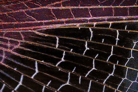 Jeweled flower mantis (bottom wing) Note: dried specimen.

This is a 5:1 macro closeup of the bottom wing section of a Jeweled flower mantis. This part of the wings is largely transparent. Zoomed out the photo may seem moved or unsharp, yet this is largely an illusion, zoom in to see the powdery vain structure.
https://www.jungledragon.com/image/108497/jeweled_flower_mantis_extreme_macro.html
https://www.jungledragon.com/image/108499/jeweled_flower_mantis_fake_eyes_on_wing.html Creobroter gemmatus,Extreme Macro,Jeweled flower mantis