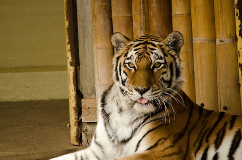 Siberian Tiger (Amur Tiger) in Antwerp zoo Not found in its most impressive pose in this shot, yet this is one of the biggest cats to have ever lived, and to still (barely) live.  Antwerpen,Panthera tigris altaica,Siberian tiger