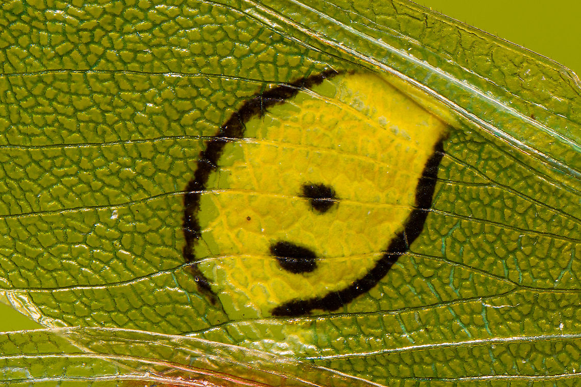 Jeweled flower mantis (fake eyes on wing - 2) This is a 2:1 macro (and then cropped) of a wing section of a Jeweled flower mantis specimen. Note how this side has two eyes, whilst the other side has just one:<br />
<figure class="photo"><a href="https://www.jungledragon.com/image/108499/jeweled_flower_mantis_fake_eyes_on_wing.html" title="Jeweled flower mantis (fake eyes on wing)"><img src="https://s3.amazonaws.com/media.jungledragon.com/images/2/108499_thumb.jpg?AWSAccessKeyId=05GMT0V3GWVNE7GGM1R2&Expires=1759968010&Signature=QBhP32kensdczdYCIozgYlbCKnA%3D" width="200" height="134" alt="Jeweled flower mantis (fake eyes on wing) Note: dried specimen.<br />
<br />
5:1 macro detail of the wing section. Context:<br />
https://www.jungledragon.com/image/108497/jeweled_flower_mantis_extreme_macro.html<br />
Magnified like this, looks like a sloppy paint job. Creobroter gemmatus,Extreme Macro,Jeweled flower mantis" /></a></figure><br />
Context:<br />
<br />
<figure class="photo"><a href="https://www.jungledragon.com/image/108497/jeweled_flower_mantis_extreme_macro.html" title="Jeweled flower mantis, extreme macro"><img src="https://s3.amazonaws.com/media.jungledragon.com/images/2/108497_thumb.jpg?AWSAccessKeyId=05GMT0V3GWVNE7GGM1R2&Expires=1759968010&Signature=4%2BTyr%2FxPnsYj9yGYLt7Jq7lcDU0%3D" width="200" height="154" alt="Jeweled flower mantis, extreme macro Note: dried specimen.<br />
<br />
Upper body shot in its spread position. Wing detail:<br />
https://www.jungledragon.com/image/108499/jeweled_flower_mantis_fake_eyes_on_wing.html<br />
eyes:<br />
<br />
https://www.jungledragon.com/image/108417/jeweled_flower_mantis_eyes.html<br />
https://www.jungledragon.com/image/108554/jeweled_flower_mantis_foreleg.html Creobroter gemmatus,Extreme Macro,Jeweled flower mantis" /></a></figure> Creobroter gemmatus,Extreme Macro,Jeweled flower mantis