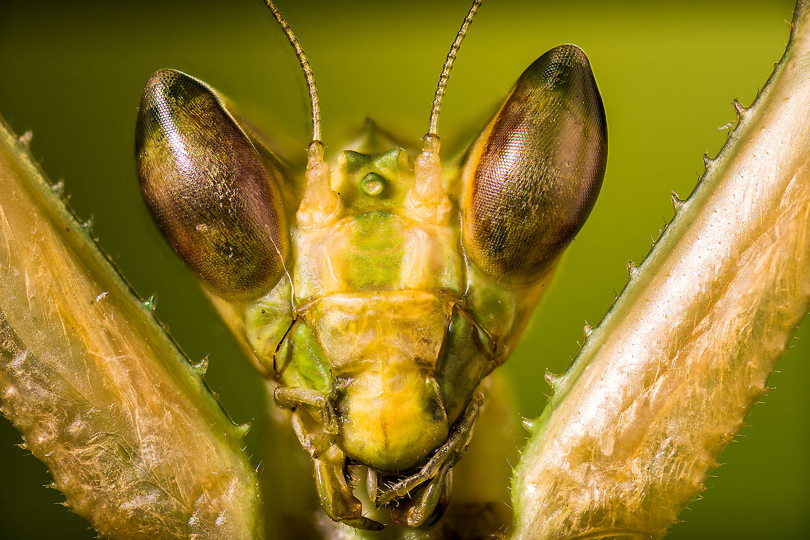 Jeweled flower mantis (head) Last one of this series. This is a 5:1 macro of the head. Compare to my first ever 7:1 macro (using a 1.4 extender) to get an idea of magnification difference:<br />
<figure class="photo"><a href="https://www.jungledragon.com/image/108417/jeweled_flower_mantis_eyes.html" title="Jeweled flower mantis (eyes)"><img src="https://s3.amazonaws.com/media.jungledragon.com/images/2/108417_thumb.jpg?AWSAccessKeyId=05GMT0V3GWVNE7GGM1R2&Expires=1759968010&Signature=3LvtJPrKqId4MFk2XZhGdcJM6NM%3D" width="200" height="132" alt="Jeweled flower mantis (eyes) Creobroter gemmatus, purchased specimen.<br />
<br />
This morning I had what alcoholics refer to as a moment of clarity.<br />
<br />
Normally, when we travel abroad, I can&#039;t seem to choose between macro and general wildlife, therefore I always have the 80-400mm with me. Back home I pretty much only do macro, so the lens has been unused for quite a while now. And that&#039;s how I completely forgot that I also have a 1.4 extender, to be used when I need some extra range for birds. <br />
<br />
A moment of joy and cringe, as quite obviously I can use this same extender on the 5:1 macro lens, to reach a 7:1 magnification. It only took me close to a year to connect these dots.<br />
<br />
That said, my goal with extreme macro is not magnification for the sake of magnification. At 5:1 already, quite a few insects don&#039;t fit the frame, and then I still have a significant amount of cropping space. The only situation where I would find 7:1 useful is to zoom in on specific body parts more than I could do before.<br />
<br />
As for image quality, more testing is needed, but it looks acceptable to me. Note that the specimen is in somewhat of a poor state. This is a stack of 50 images at step size 20 &mu;m.<br />
<br />
Light setup:<br />
- The big reflection on the eye is a LED + big diffuser<br />
- The smaller bottom shine is another LED with barn doors<br />
- The top glow on the eye is a small backlight LED<br />
<br />
The background is a color card. Not entirely happy with the effect, but still learning. Creobroter gemmatus,Extreme Macro,Jeweled flower mantis" /></a></figure><br />
<figure class="photo"><a href="https://www.jungledragon.com/image/108497/jeweled_flower_mantis_extreme_macro.html" title="Jeweled flower mantis, extreme macro"><img src="https://s3.amazonaws.com/media.jungledragon.com/images/2/108497_thumb.jpg?AWSAccessKeyId=05GMT0V3GWVNE7GGM1R2&Expires=1759968010&Signature=4%2BTyr%2FxPnsYj9yGYLt7Jq7lcDU0%3D" width="200" height="154" alt="Jeweled flower mantis, extreme macro Note: dried specimen.<br />
<br />
Upper body shot in its spread position. Wing detail:<br />
https://www.jungledragon.com/image/108499/jeweled_flower_mantis_fake_eyes_on_wing.html<br />
eyes:<br />
<br />
https://www.jungledragon.com/image/108417/jeweled_flower_mantis_eyes.html<br />
https://www.jungledragon.com/image/108554/jeweled_flower_mantis_foreleg.html Creobroter gemmatus,Extreme Macro,Jeweled flower mantis" /></a></figure> Creobroter gemmatus,Extreme Macro,Jeweled flower mantis