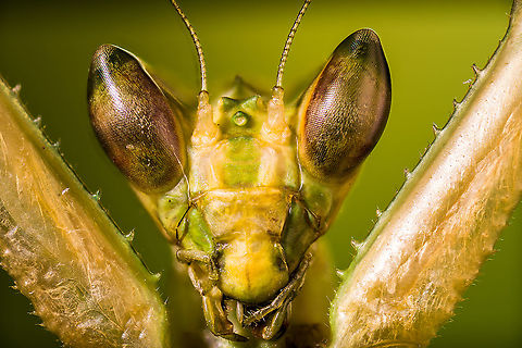 Jeweled flower mantis (head) Last one of this series. This is a 5:1 macro of the head. Compare to my first ever 7:1 macro (using a 1.4 extender) to get an idea of magnification difference:
https://www.jungledragon.com/image/108417/jeweled_flower_mantis_eyes.html
https://www.jungledragon.com/image/108497/jeweled_flower_mantis_extreme_macro.html Creobroter gemmatus,Extreme Macro,Jeweled flower mantis