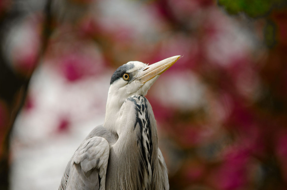 Grey Heron at Antwerp zoo (closeup)  Antwerpen,Ardea cinerea,Grey Heron