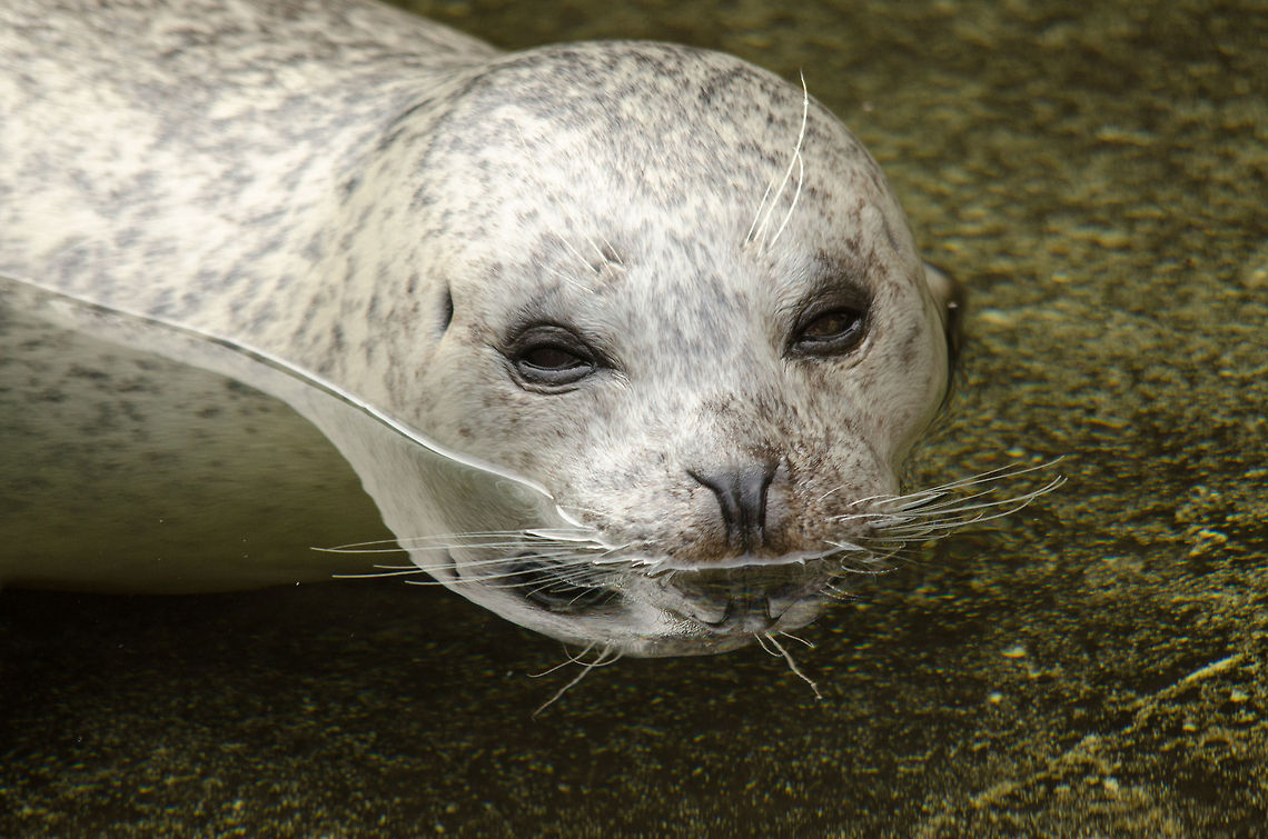 White Common Seal at Antwerp Zoo I&#039;m not sure why this seal is white compared to its darker cousins. It could be a young one or a different species? Antwerpen,Harbor (common) seal,Phoca vitulina