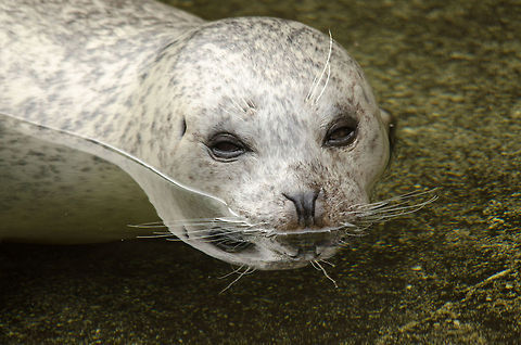 White Common Seal at Antwerp Zoo I'm not sure why this seal is white compared to its darker cousins. It could be a young one or a different species? Antwerpen,Harbor (common) seal,Phoca vitulina