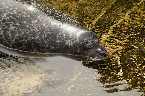 Common Seal at Antwerp zoo sunbathing  Antwerpen,Harbor (common) seal,Phoca vitulina