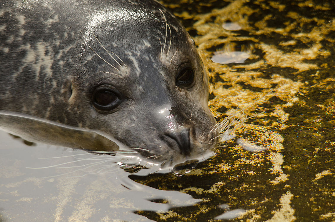 Common Seal at Antwerpen zoo, closeup  Antwerpen,Harbor (common) seal,Phoca vitulina