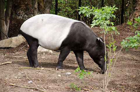 Malayan Tapir at Antwerp zoo Too bad about the little bush blocking the view, yet this is the only shot I have that shows their full body. The pattern on their skin is for the sake of camouflage, which is most effective when they are laying down in thick bushes, resembling a rock. Antwerpen,Malayan Tapir,Tapirus indicus