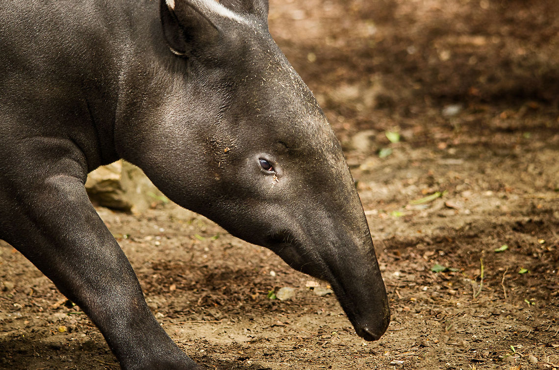 Malayan Tapir head closeup Captured in the Antwerp zoo. As bulky as they seem, these creatures are almost impossible to spot in the wild. They are mostly active at night around water pools yet are generally very nervous. Antwerpen,Malayan Tapir,Tapirus indicus