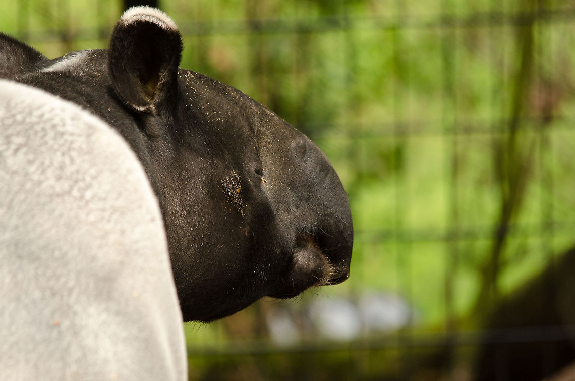 Blind giant A closeup of the head of a Malayan Tapir in the Antwerp zoo. They have poor eye sight yet excellent smell. This photo also shows the second white pattern on their body, the white marking on their ears. Antwerpen,Malayan Tapir,Tapirus indicus