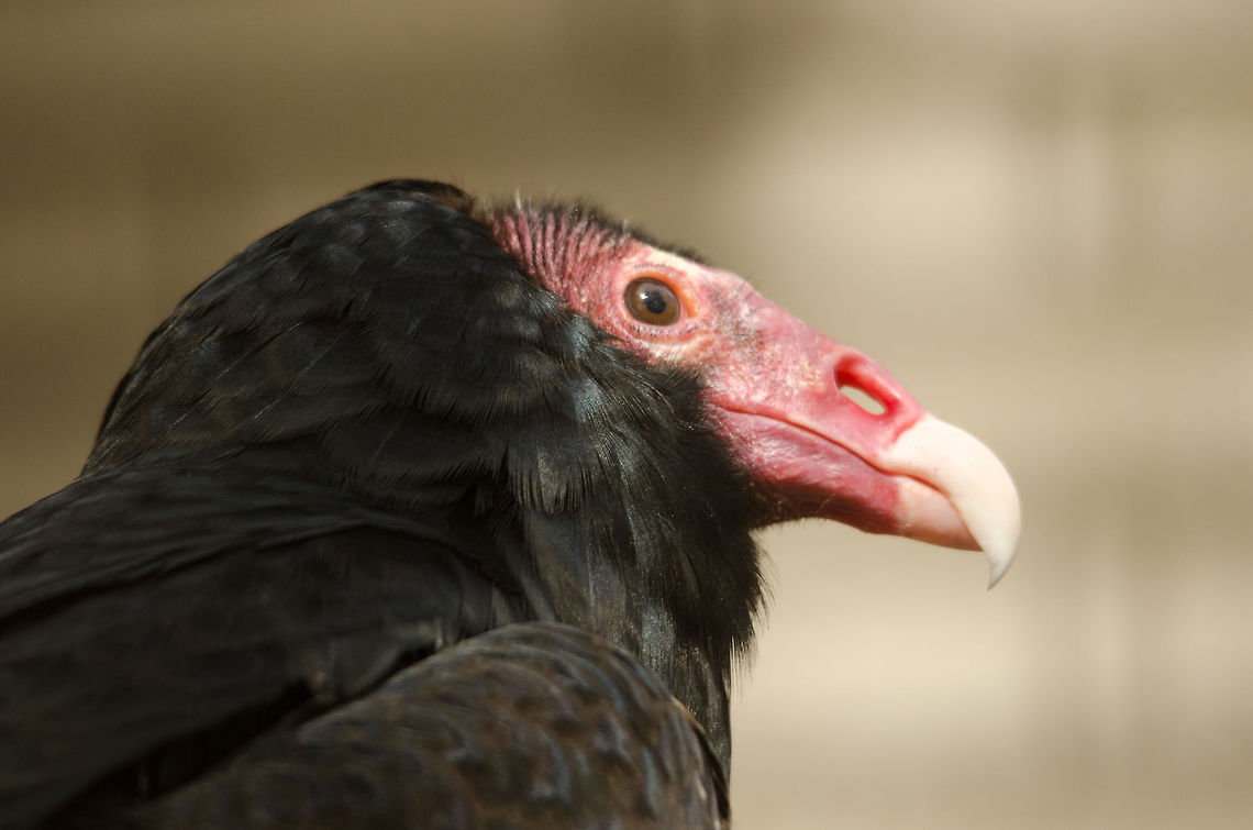 Turkey vulture missing septum One characteristic of some American vultures is the missing septum, which allows one to see right through their nose, as this photo shows. Antwerpen,Cathartes aura,Turkey Vulture