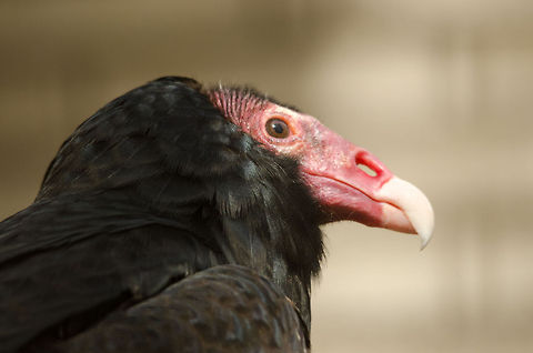 Turkey vulture missing septum One characteristic of some American vultures is the missing septum, which allows one to see right through their nose, as this photo shows. Antwerpen,Cathartes aura,Turkey Vulture