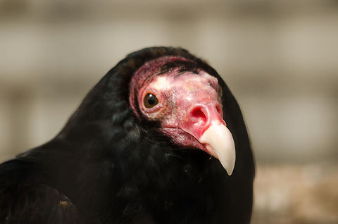 Turkey Vulture front view  Antwerpen,Cathartes aura,Turkey Vulture