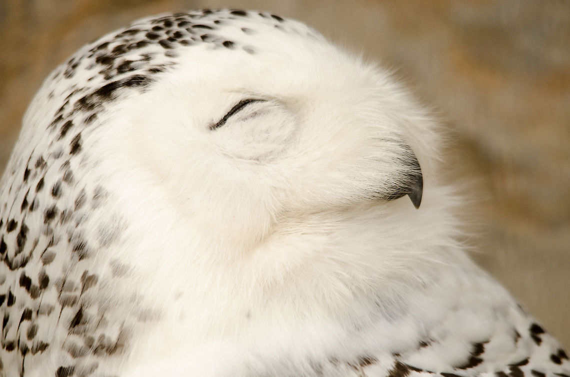Snowy Owl head closeup  Antwerpen,Bubo scandiacus,Snowy Owl