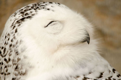 Snowy Owl head closeup  Antwerpen,Bubo scandiacus,Snowy Owl