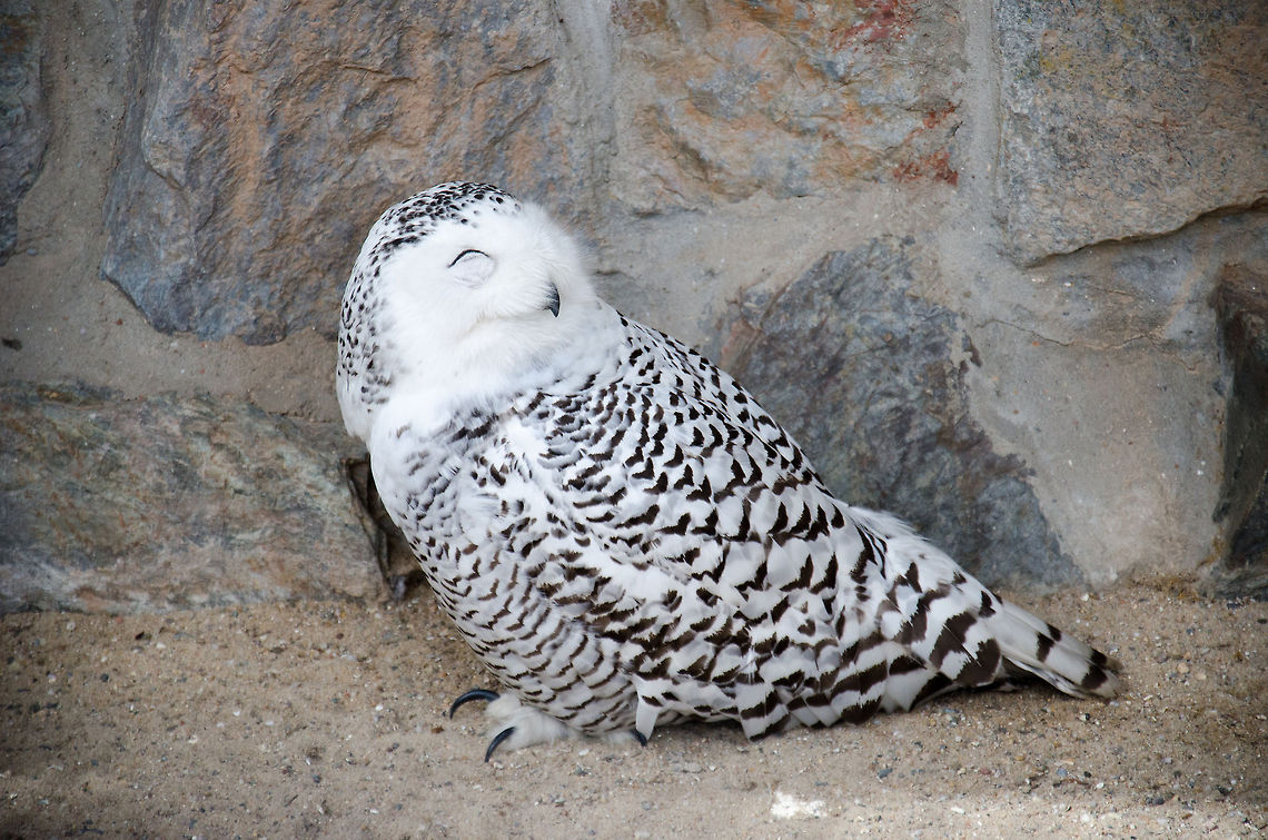 Agreeable Snowy Owl in Antwerp Zoo Full body shot of a happy looking Snowy Owl. Possibly it was so in this state for just having dinner. Just outside the frame was a pile of half-eaten dead chicks. Antwerpen,Bubo scandiacus,Snowy Owl