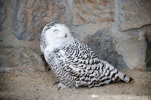 Agreeable Snowy Owl in Antwerp Zoo Full body shot of a happy looking Snowy Owl. Possibly it was so in this state for just having dinner. Just outside the frame was a pile of half-eaten dead chicks. Antwerpen,Bubo scandiacus,Snowy Owl
