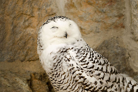 Snowy Owl front view in Antwerp Zoo  Antwerpen,Bubo scandiacus,Snowy Owl