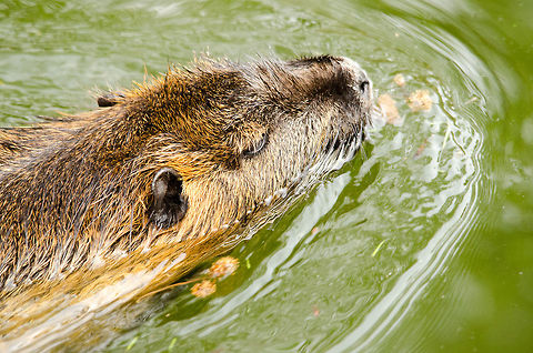 Coypu (River Rat) swimming A River Rat swimming in the Antwerp zoo. These critters are considered a pest in the areas where they occur, for they both destroy and change their environment significantly as part of their feeding and living behavior. I guess us humans don't like competition in that area :) Antwerpen,Coypu or Nutria,Myocastor coypus